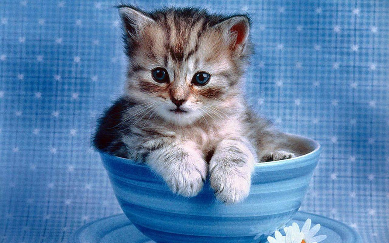 Baby Kitten Wallpapers