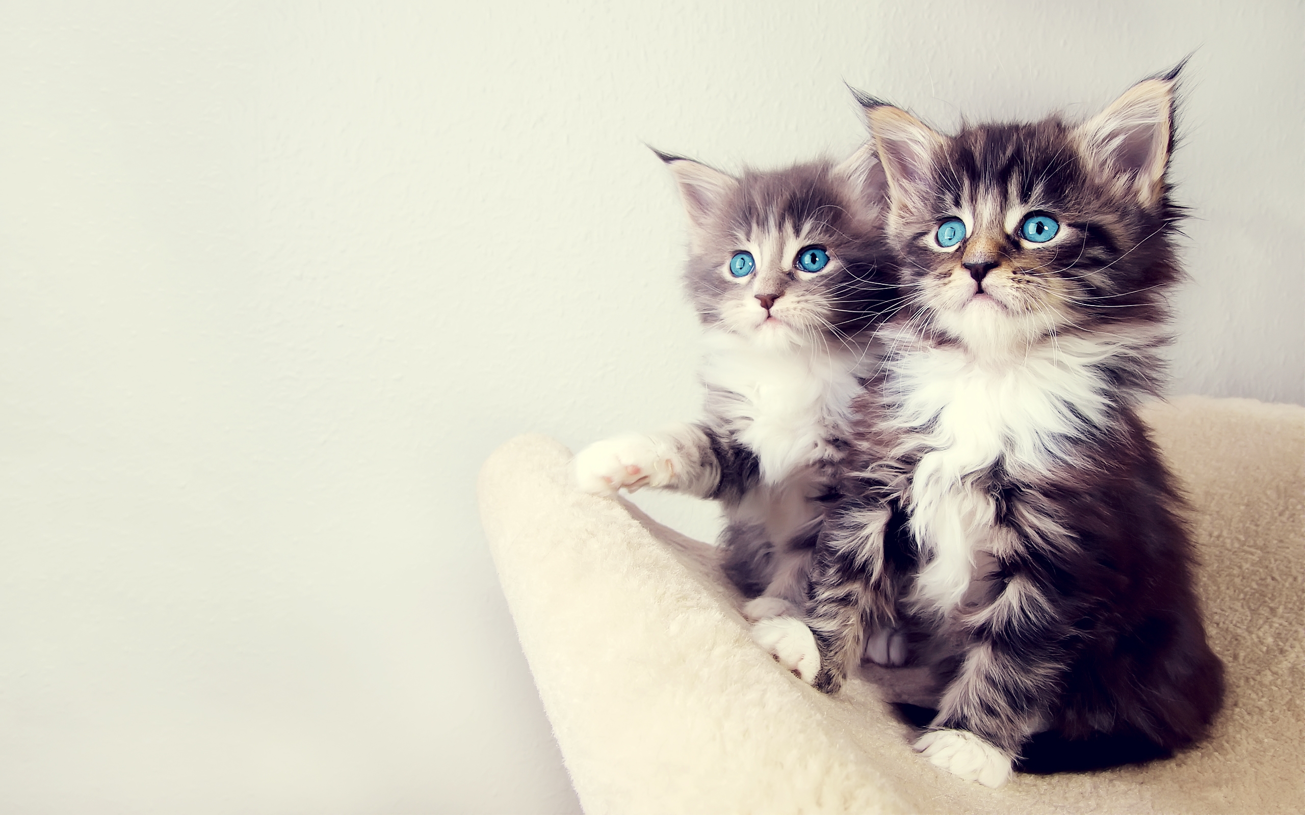 Baby Kitten Wallpapers