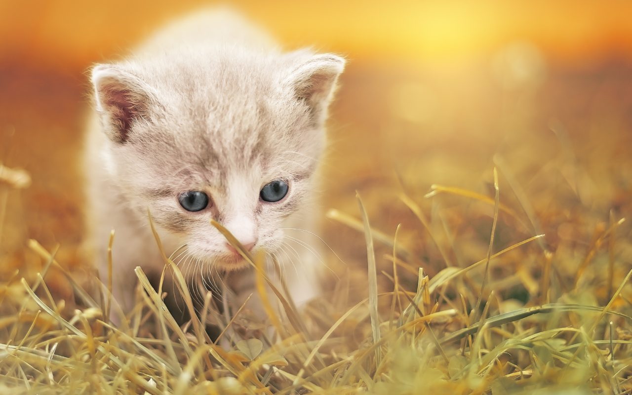 Baby Kitten Wallpapers