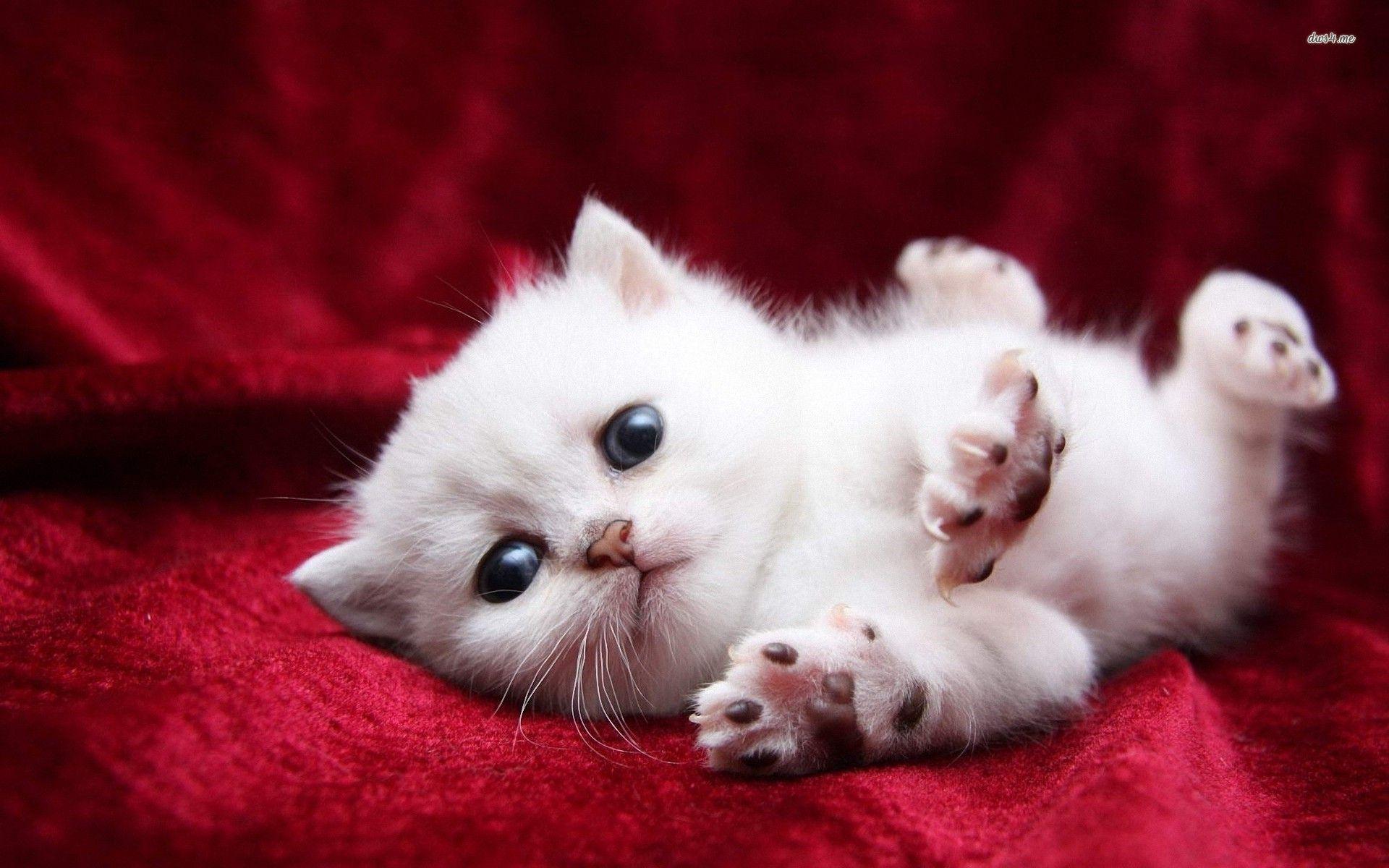 Baby Kitten Wallpapers