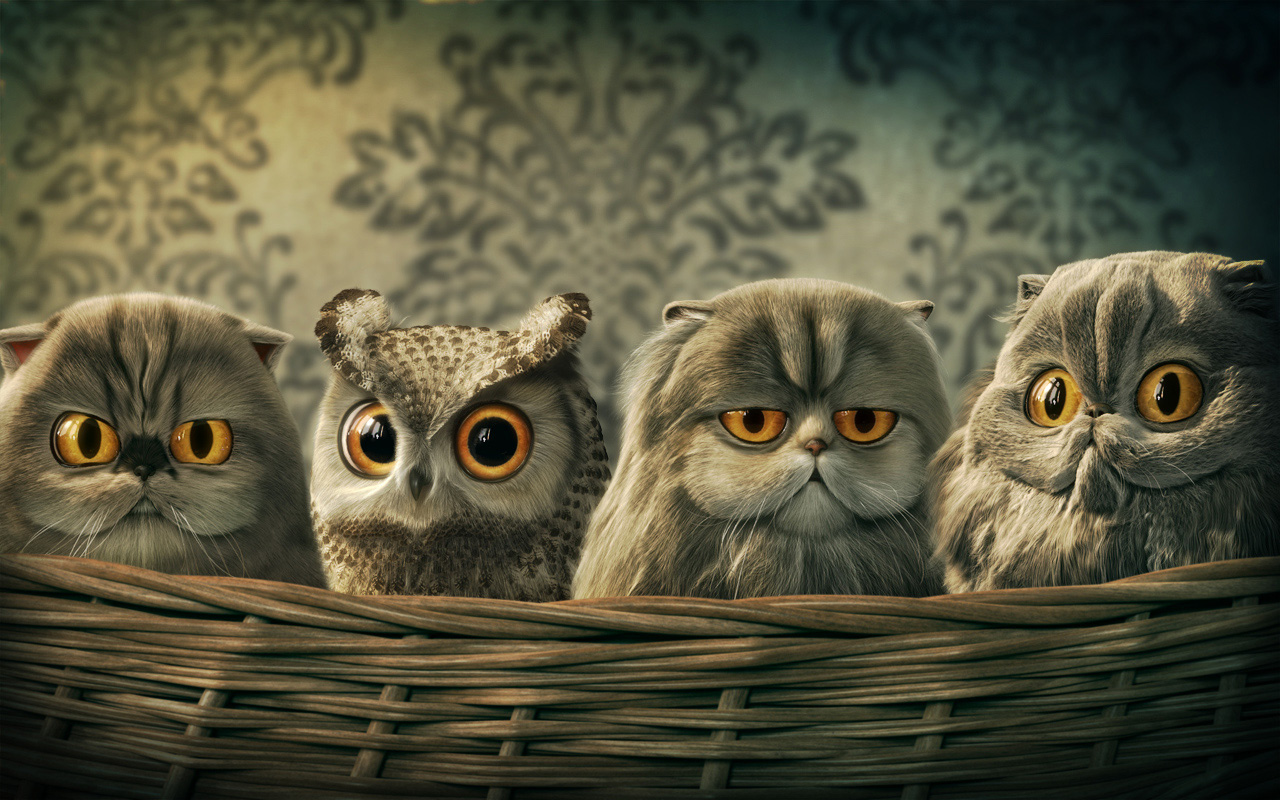 Baby Owl Wallpapers