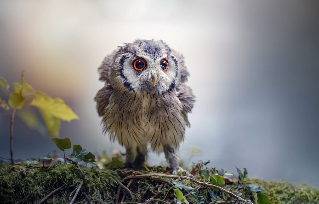 Baby Owl Wallpapers