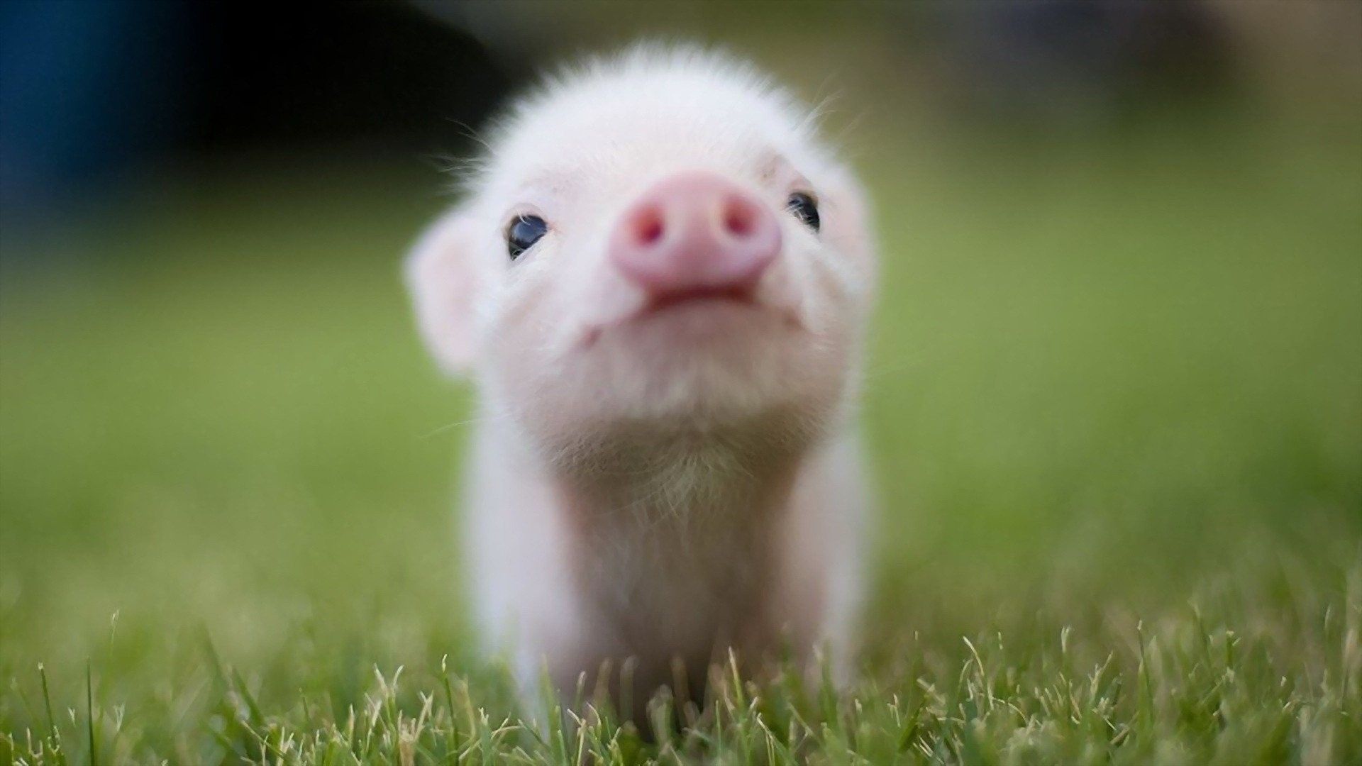 Baby Pigs Wallpapers