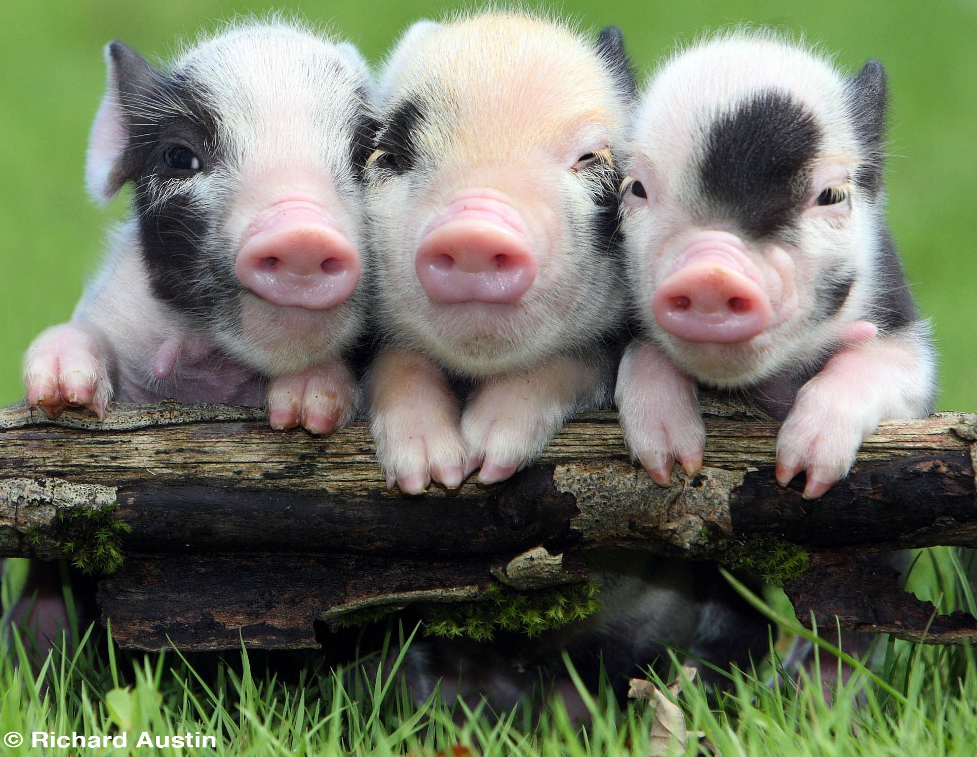 Baby Pigs Wallpapers