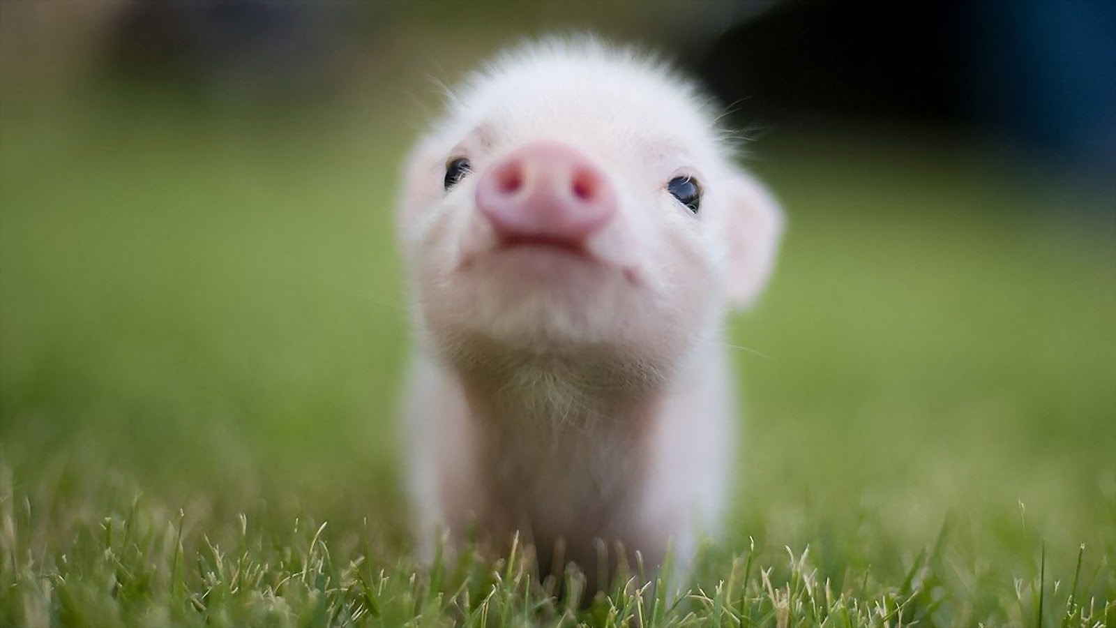 Baby Pigs Wallpapers