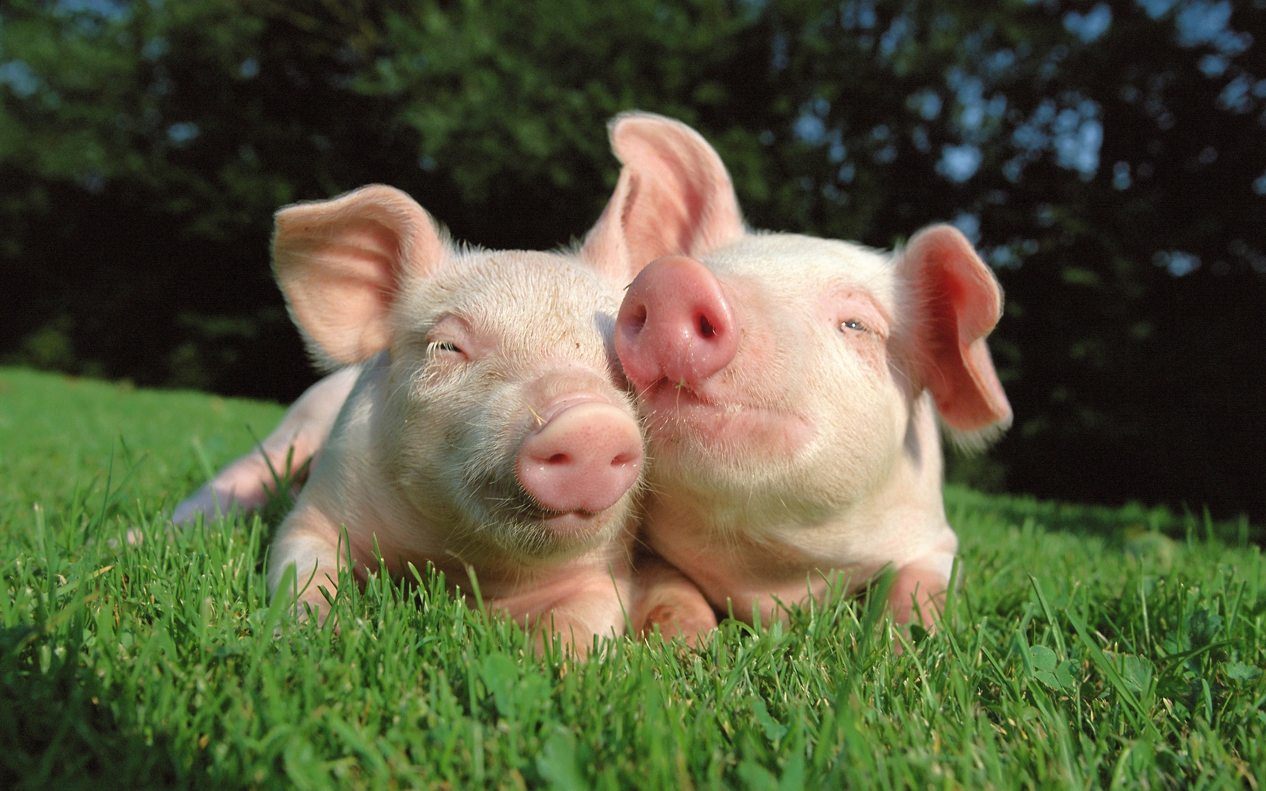 Baby Pigs Wallpapers