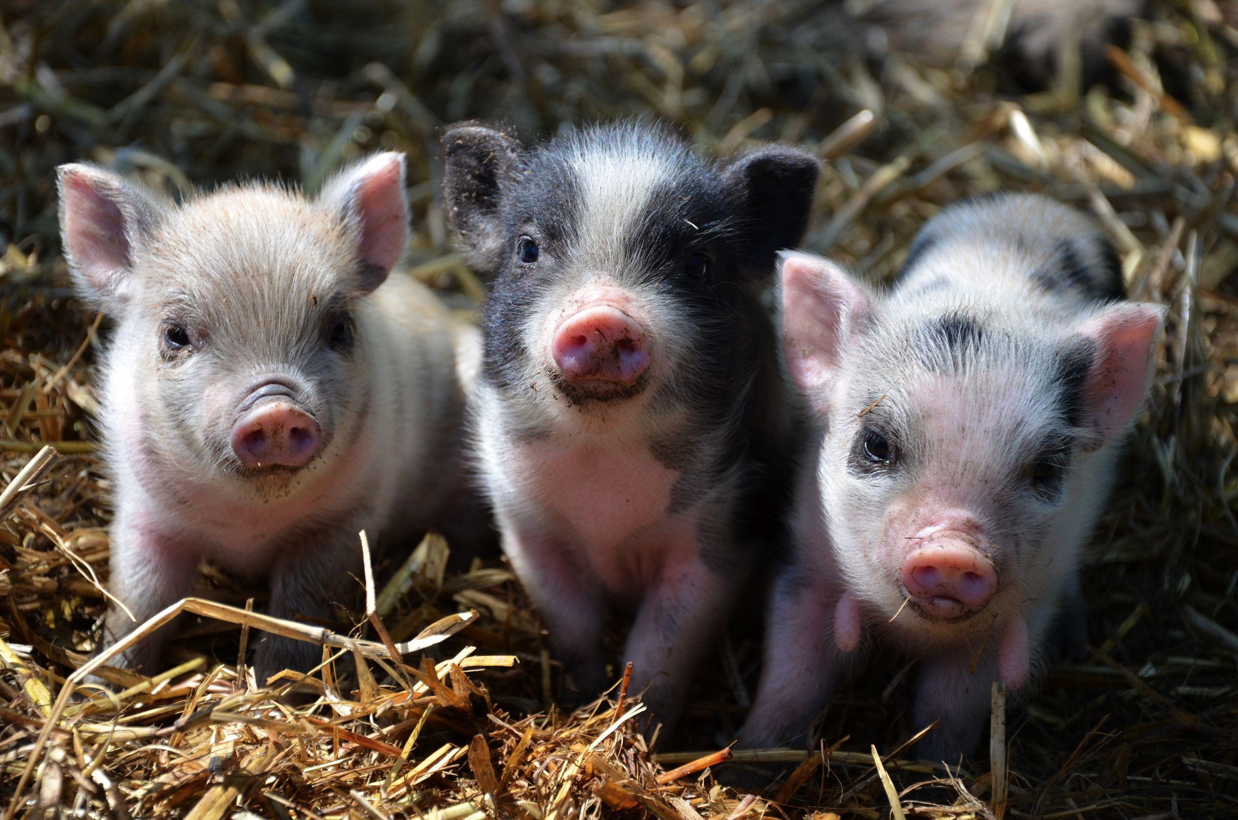 Baby Pigs Wallpapers