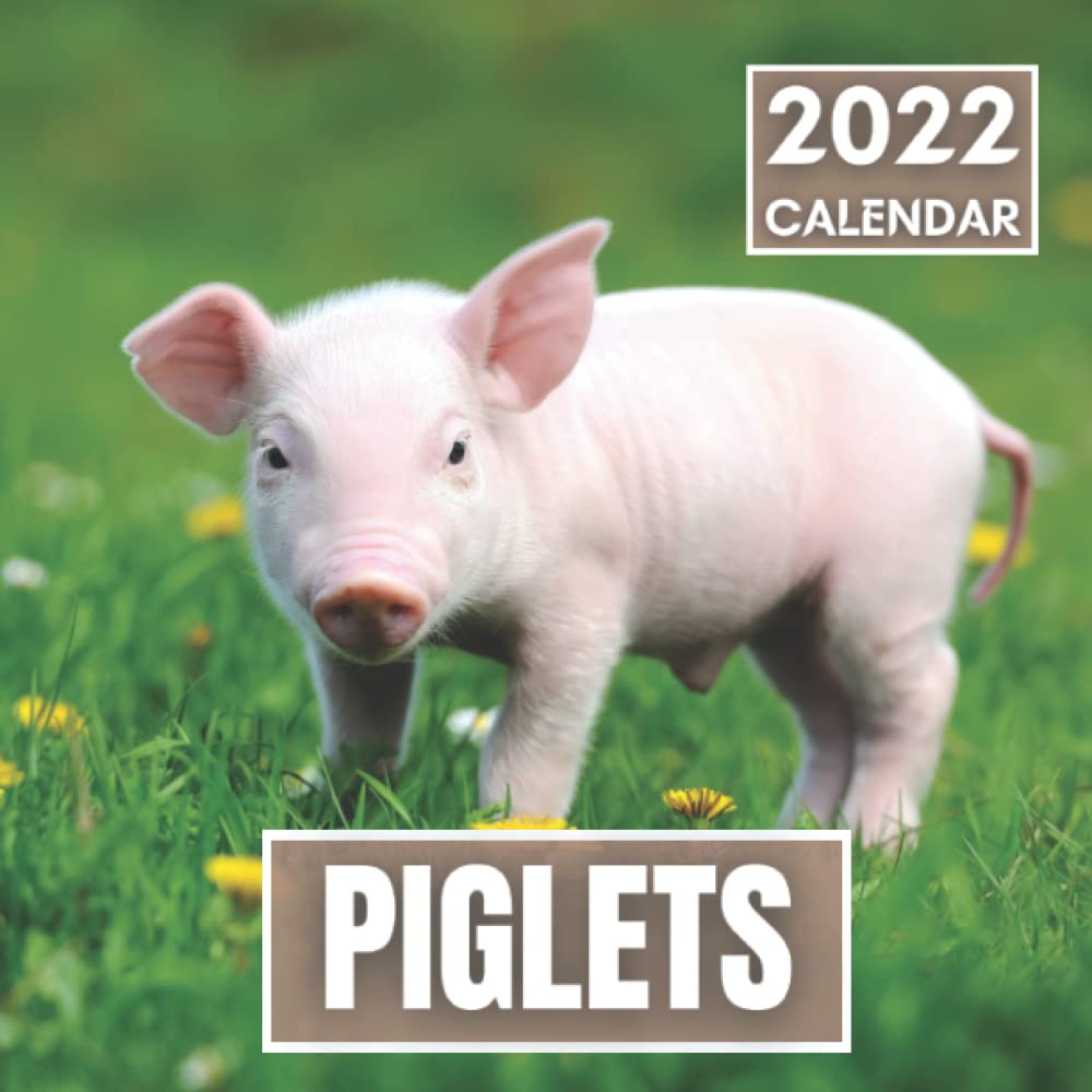 Baby Pigs Wallpapers