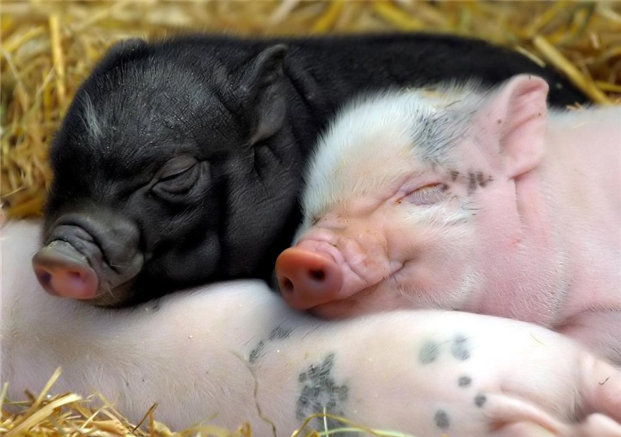 Baby Pigs Wallpapers