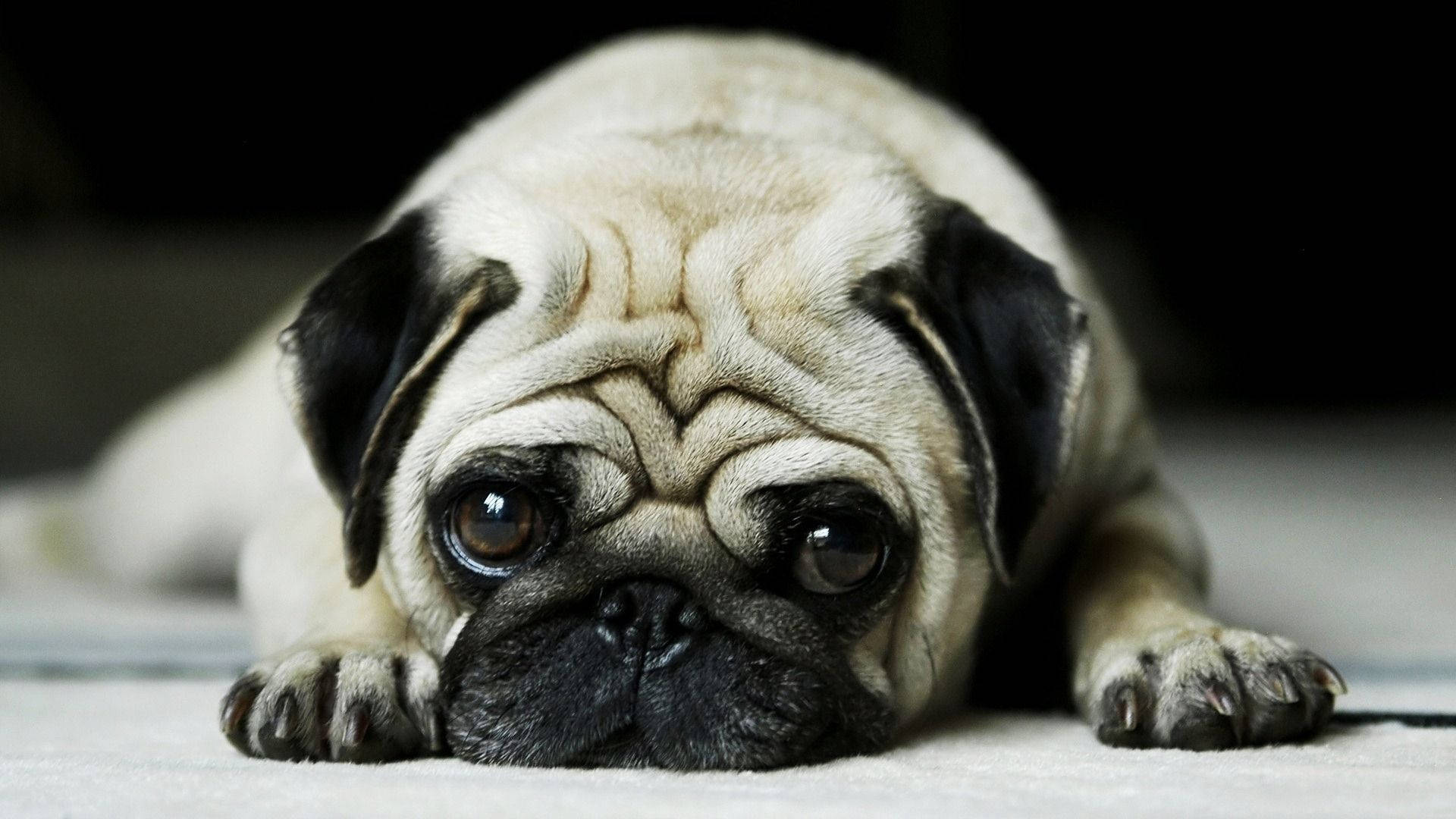 Baby Pugs Wallpapers