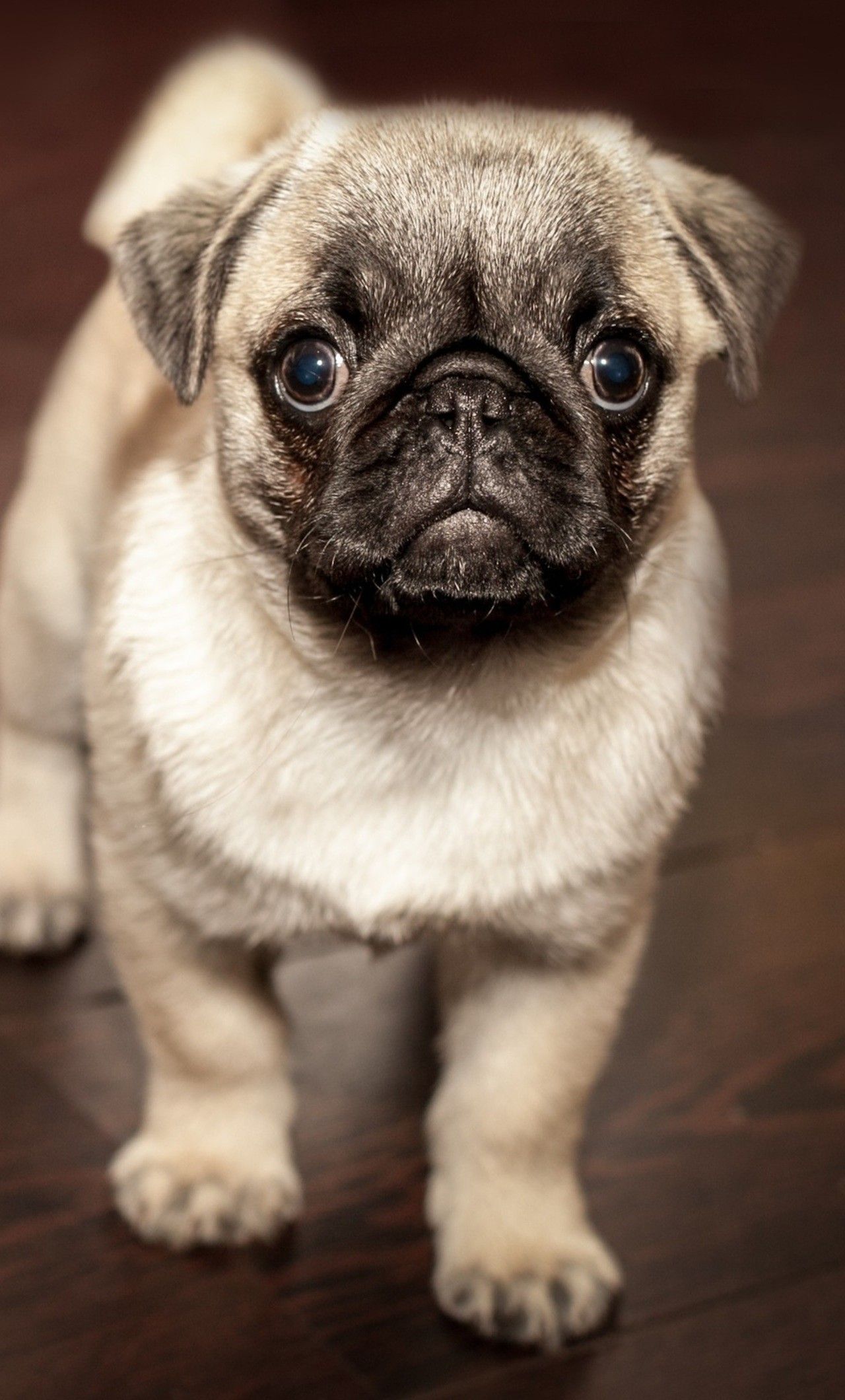 Baby Pugs Wallpapers