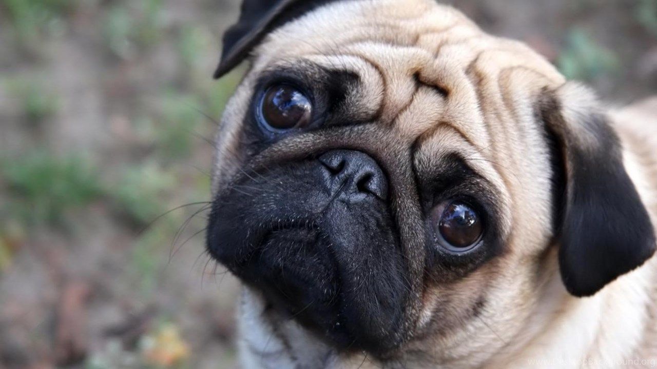 Baby Pugs Wallpapers