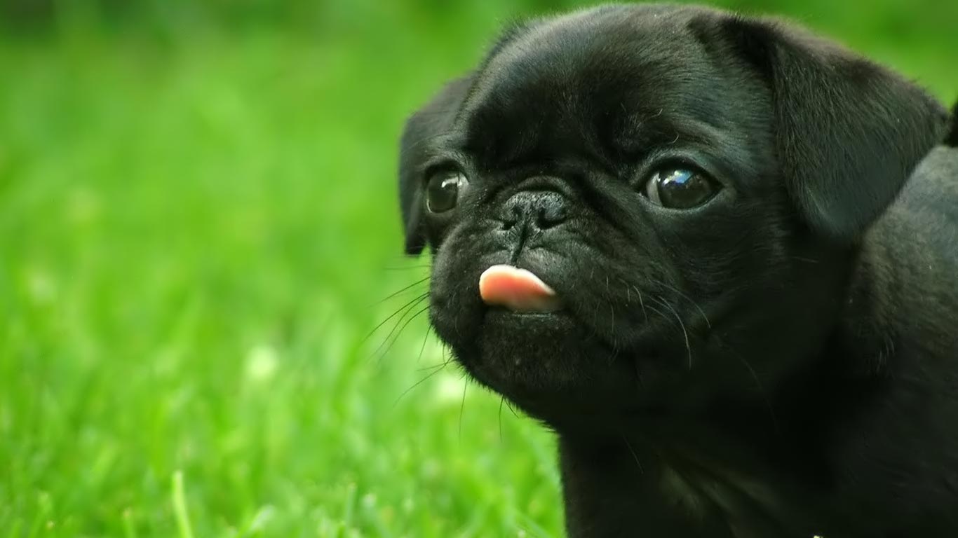 Baby Pugs Wallpapers