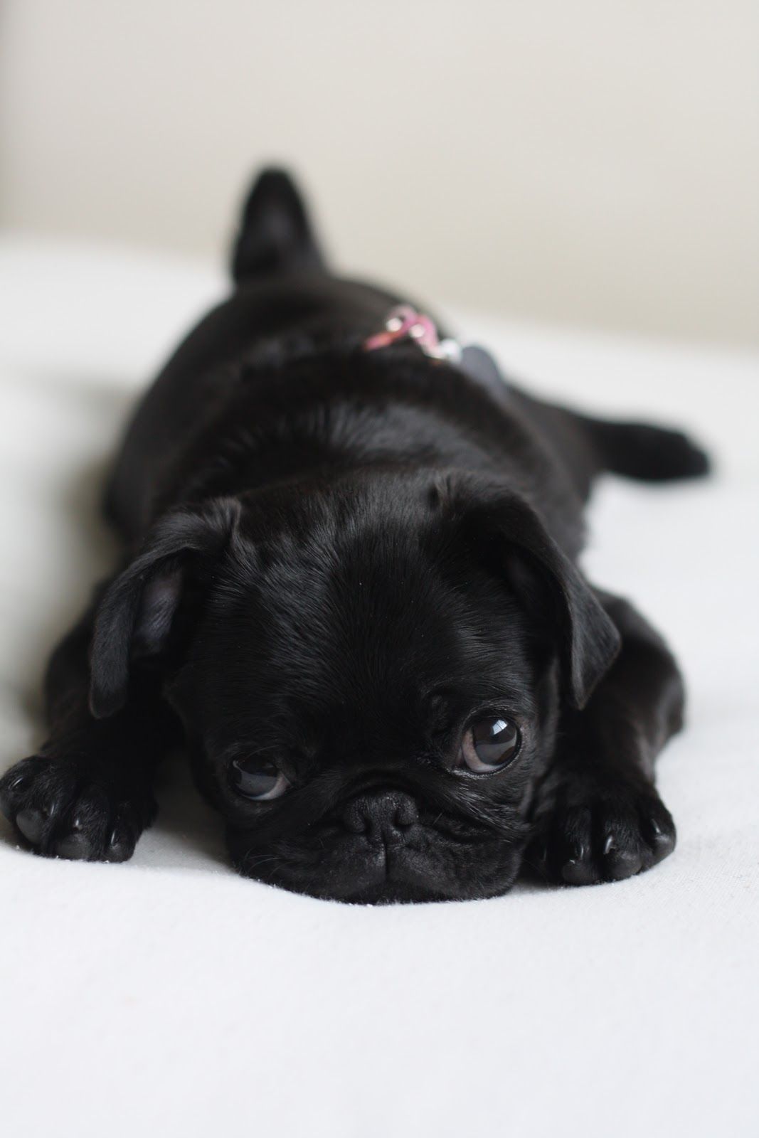 Baby Pugs Wallpapers