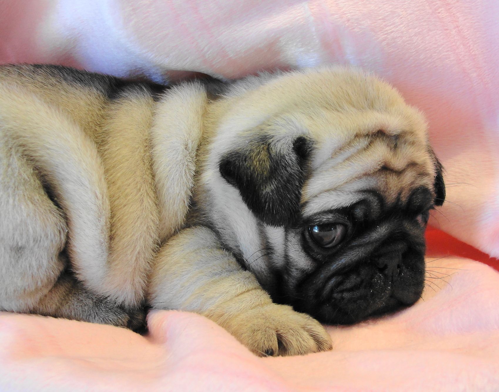 Baby Pugs Wallpapers