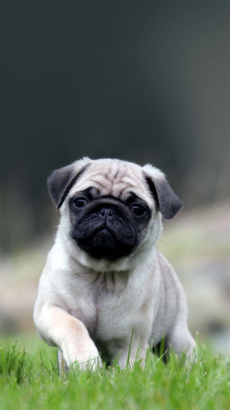 Baby Pugs Wallpapers