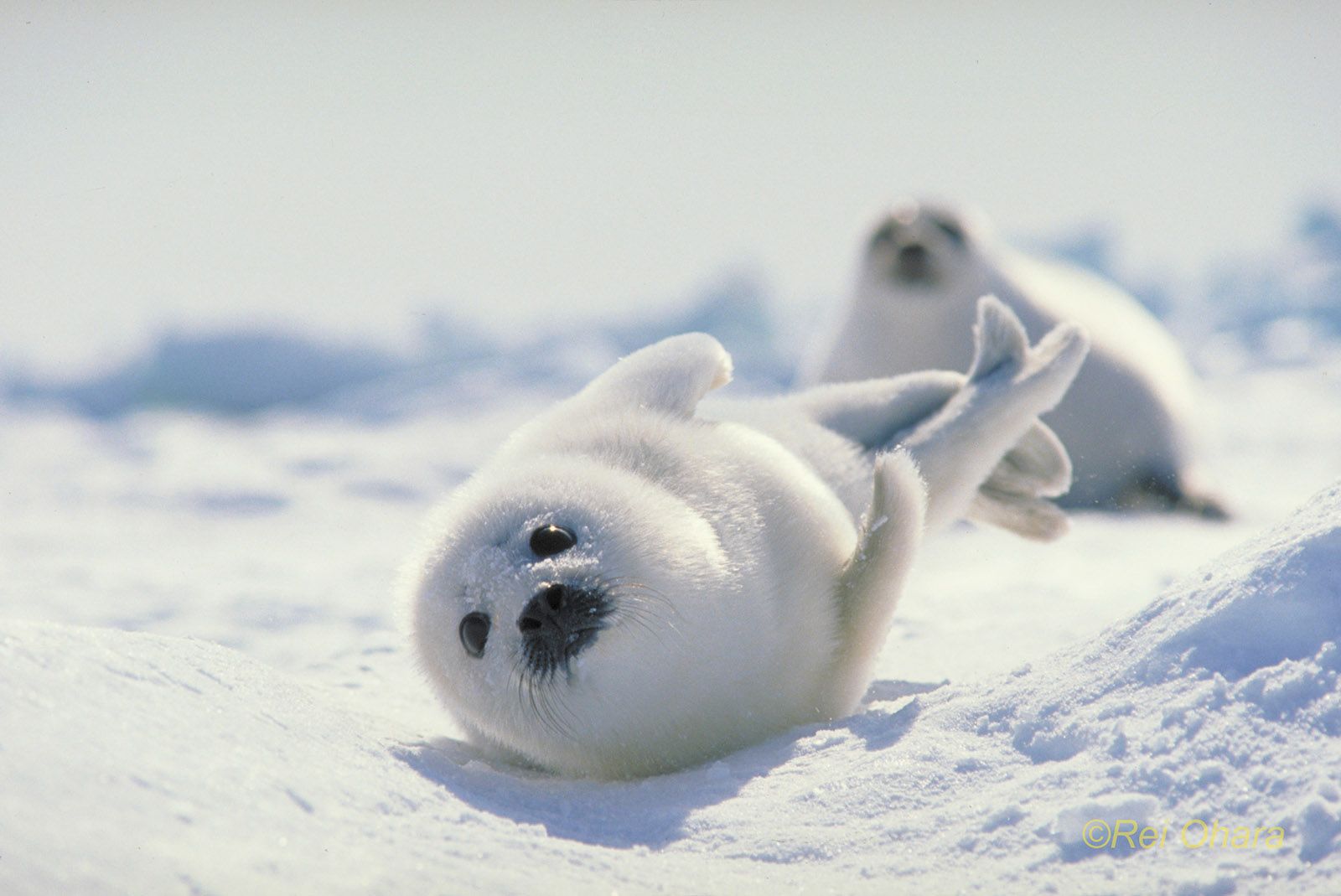 Baby Seal Wallpapers