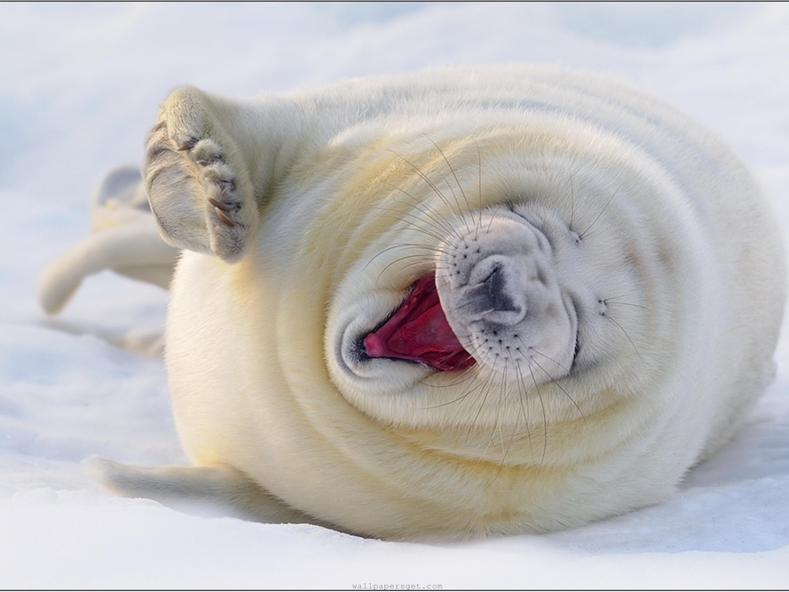 Baby Seal Wallpapers