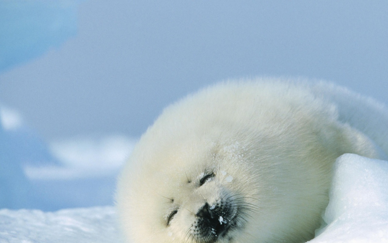 Baby Seal Wallpapers