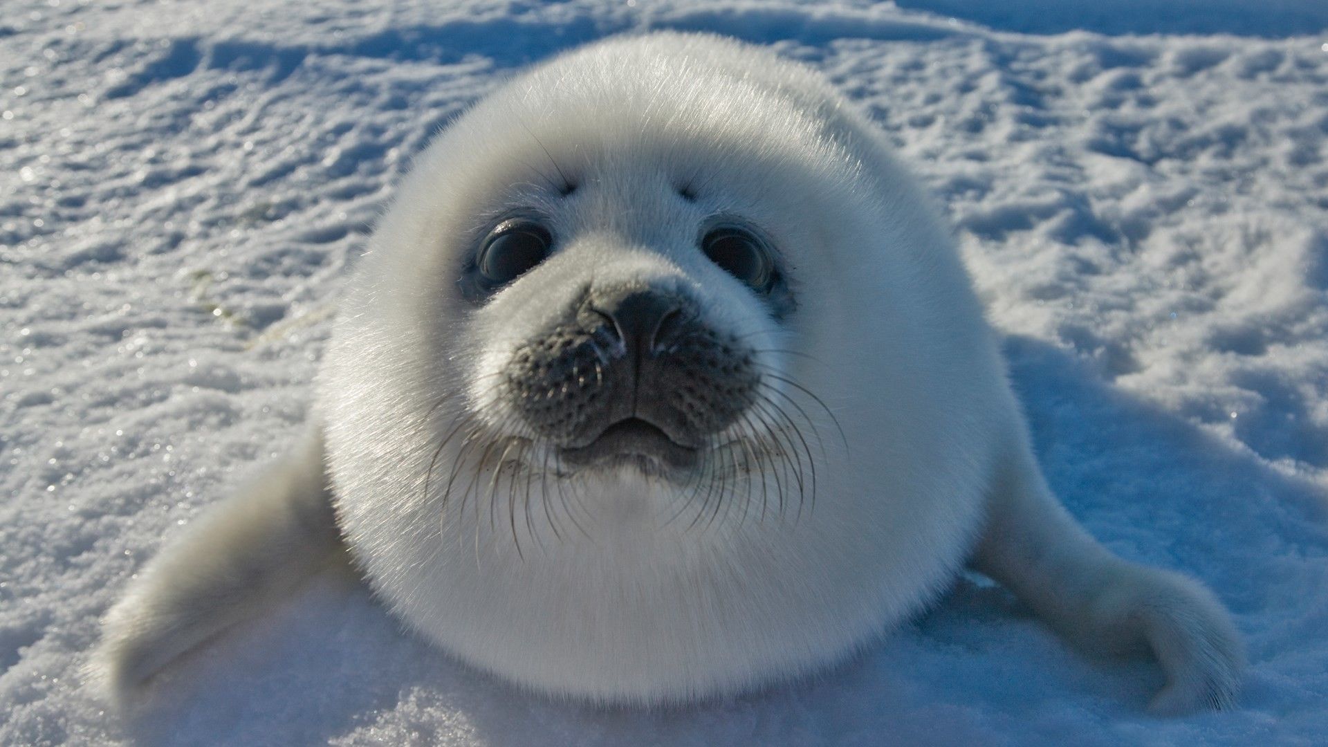 Baby Seal Wallpapers