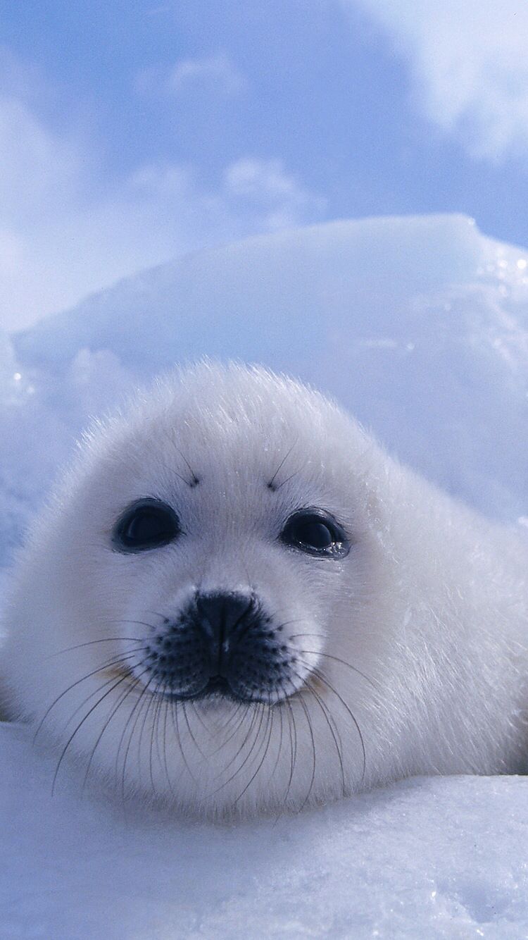 Baby Seal Wallpapers