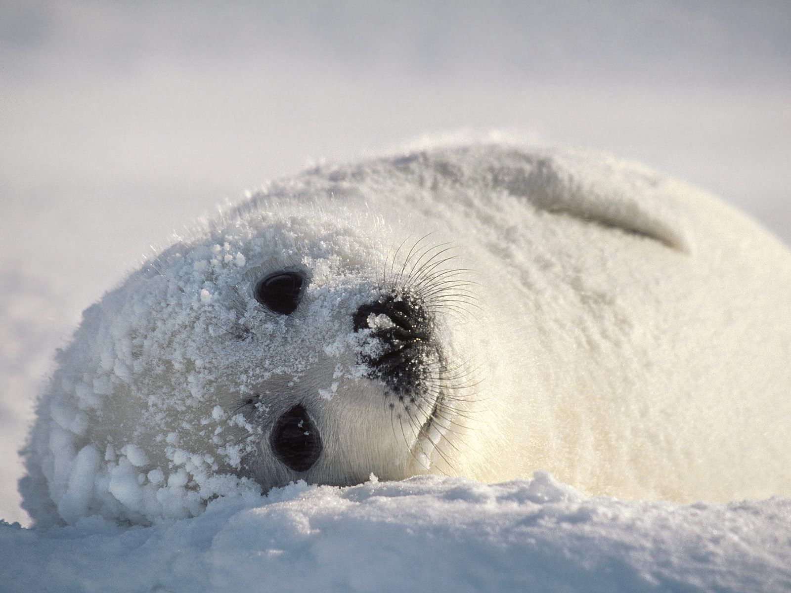 Baby Seal Wallpapers