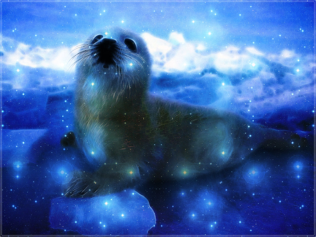 Baby Seal Wallpapers