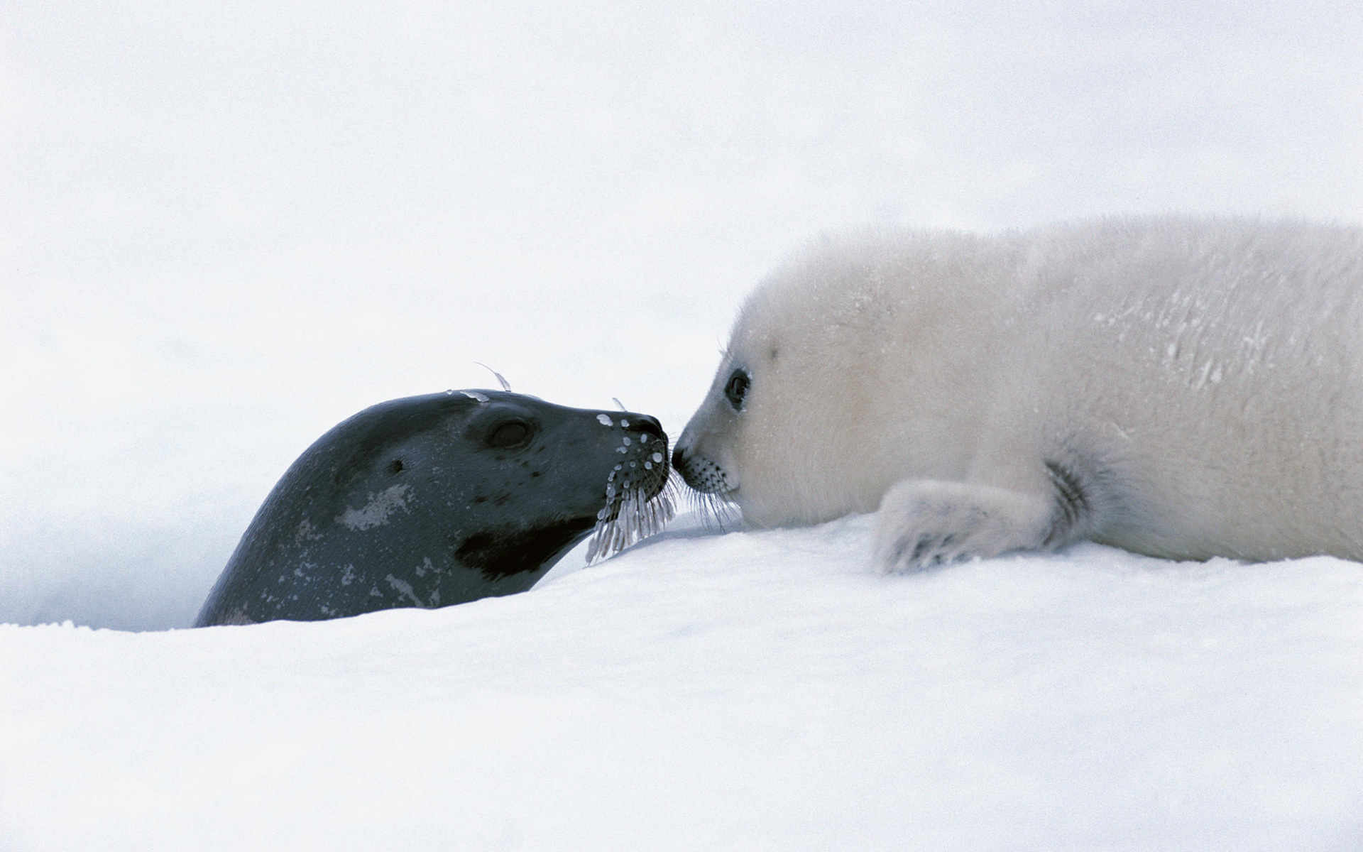 Baby Seal Wallpapers