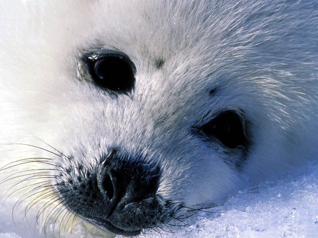 Baby Seal Wallpapers