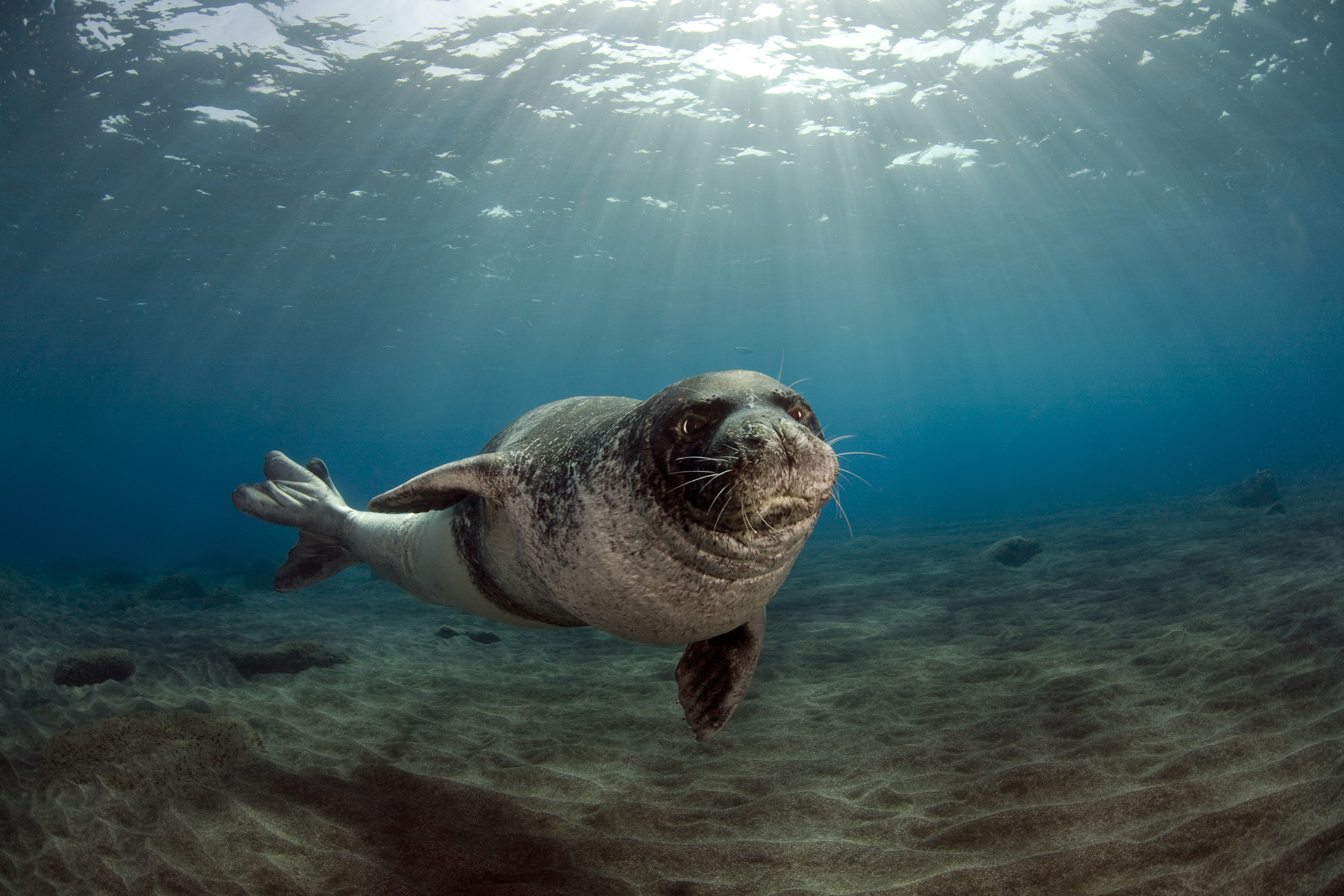 Baby Seal Wallpapers