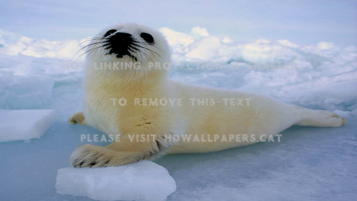 Baby Seal Wallpapers