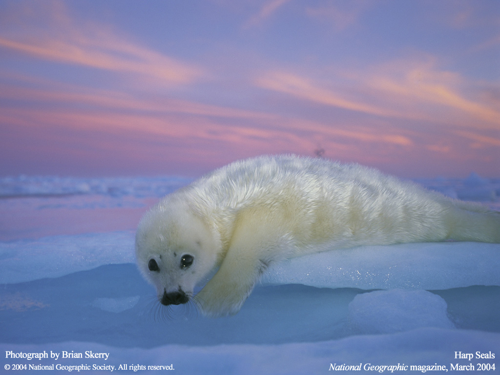 Baby Seal Wallpapers