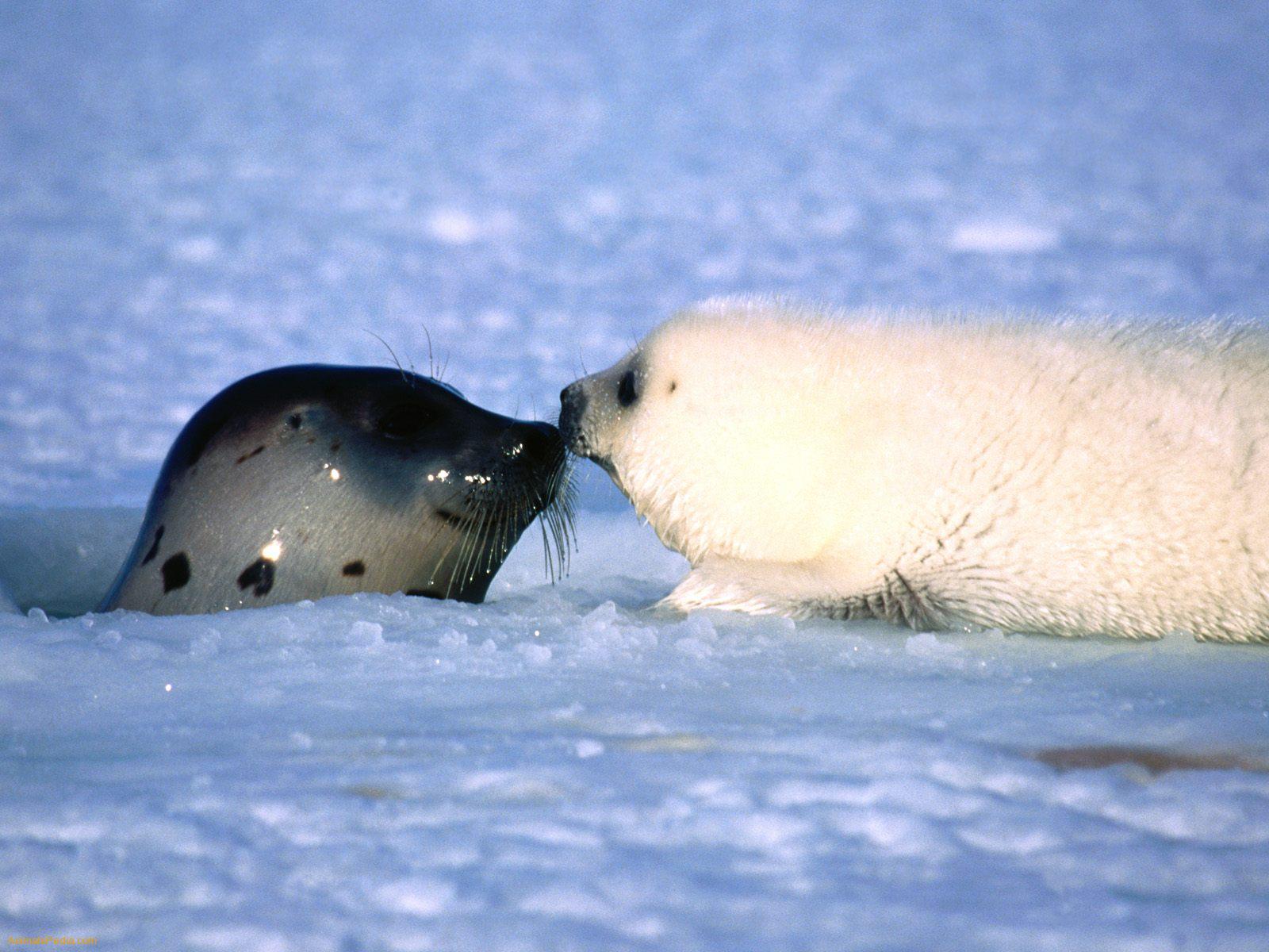 Baby Seal Wallpapers