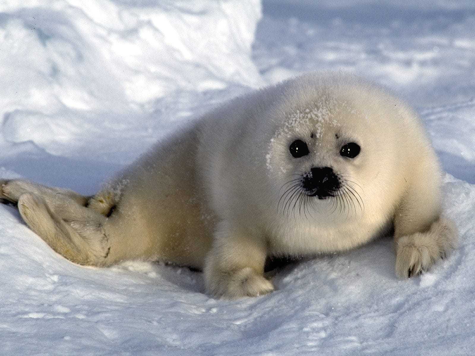 Baby Seal Wallpapers