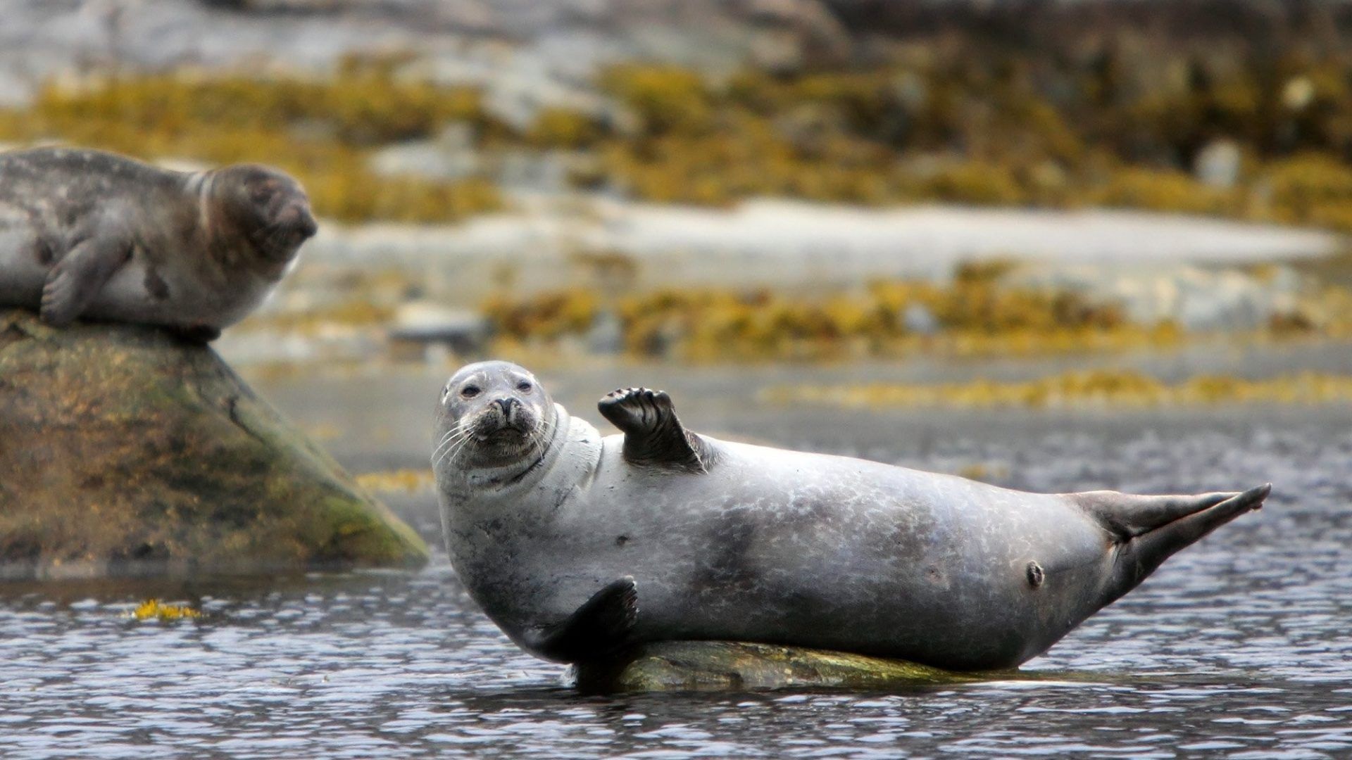 Baby Seal Wallpapers