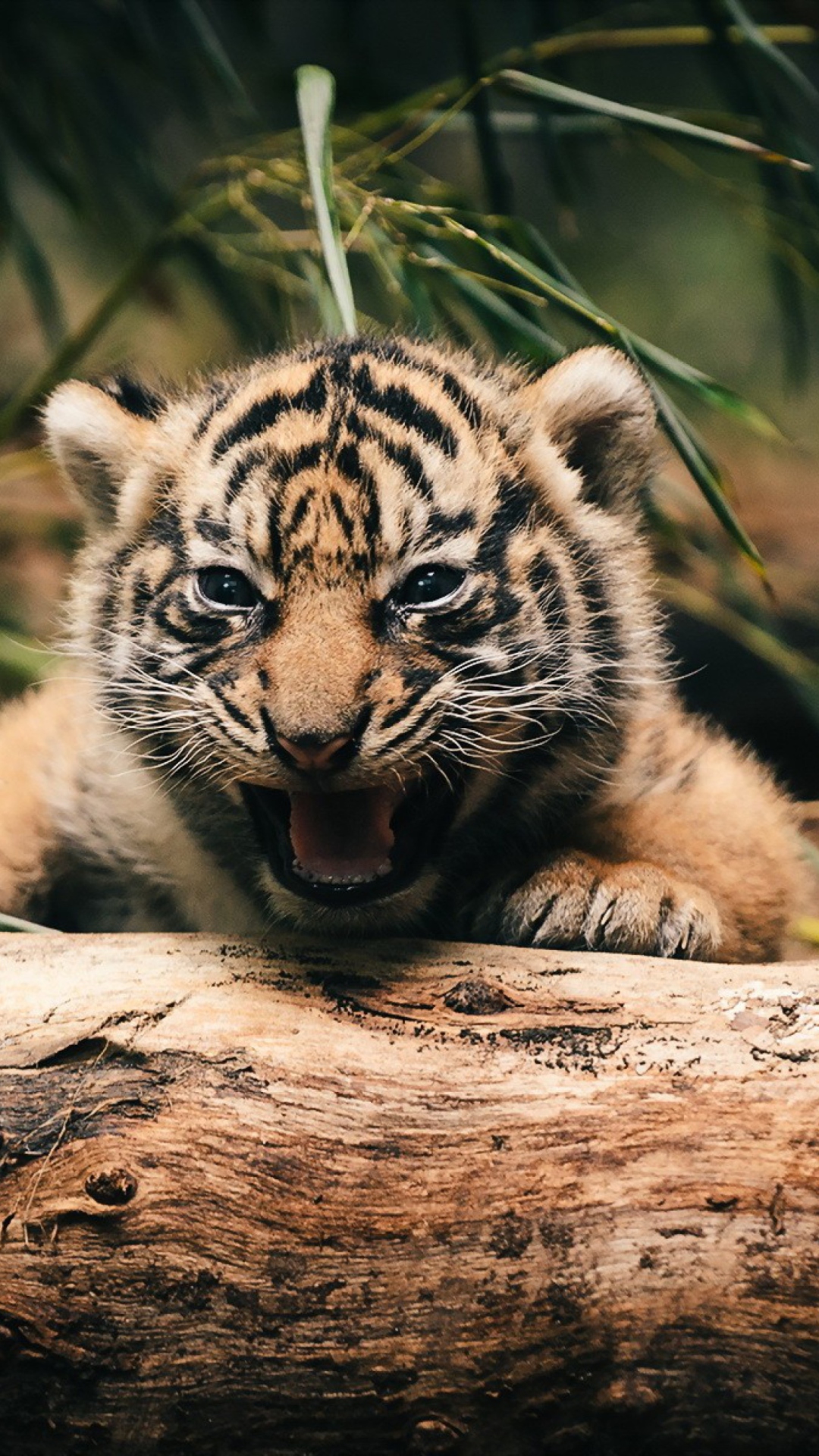 Baby Tigers Wallpapers