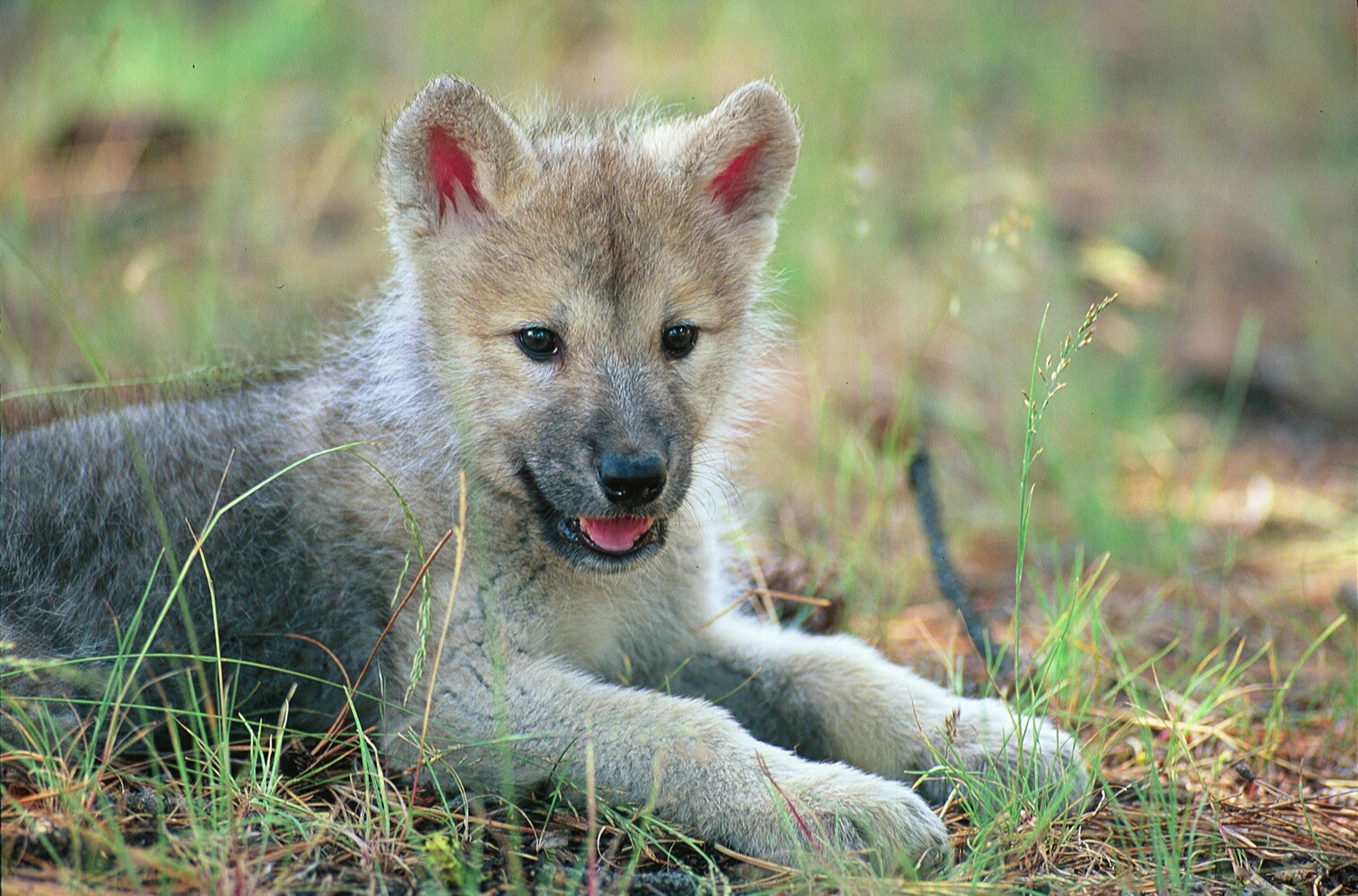 Baby Wolf Wallpapers