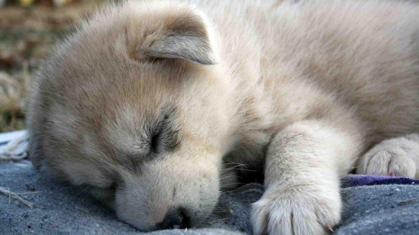 Baby Wolf Wallpapers