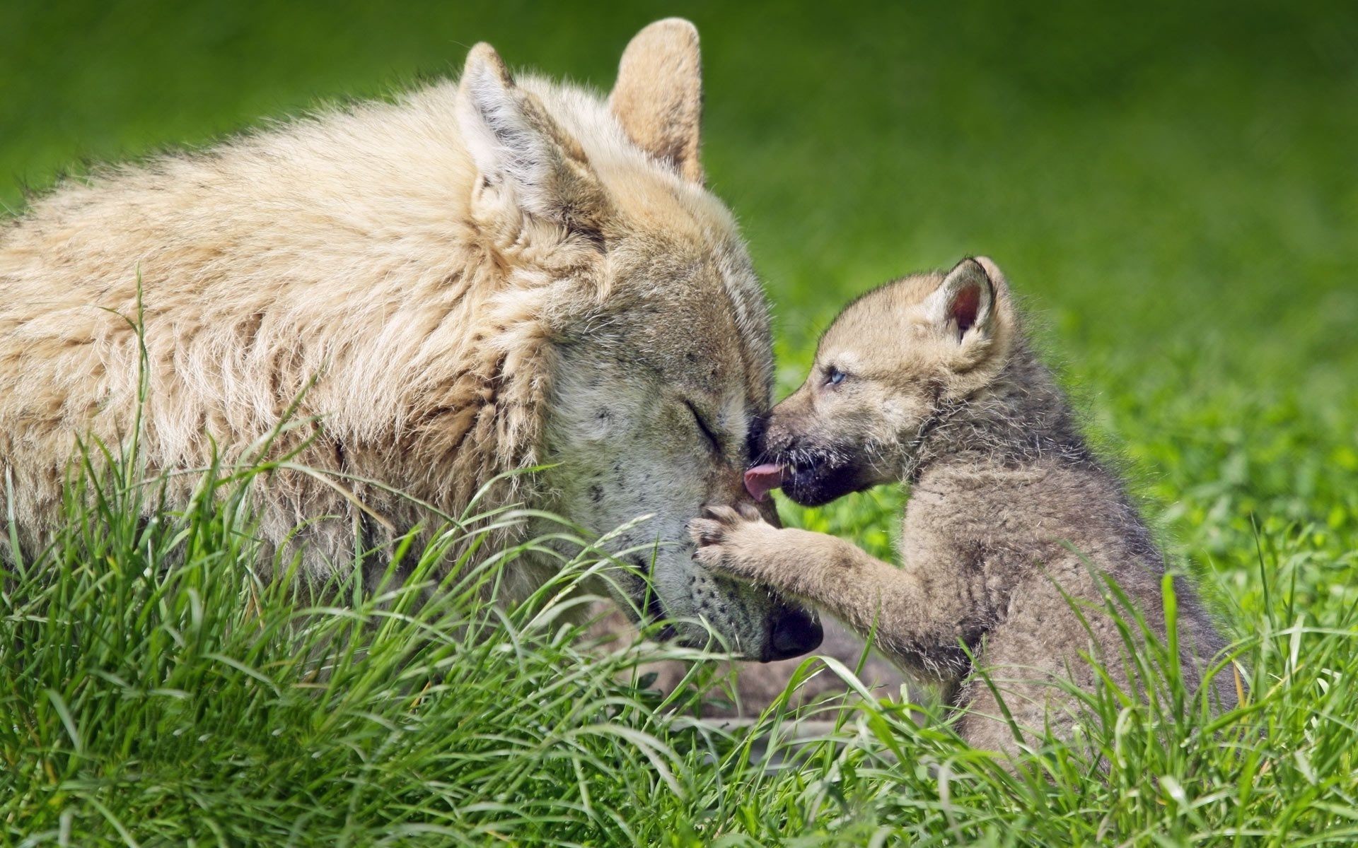 Baby Wolf Wallpapers