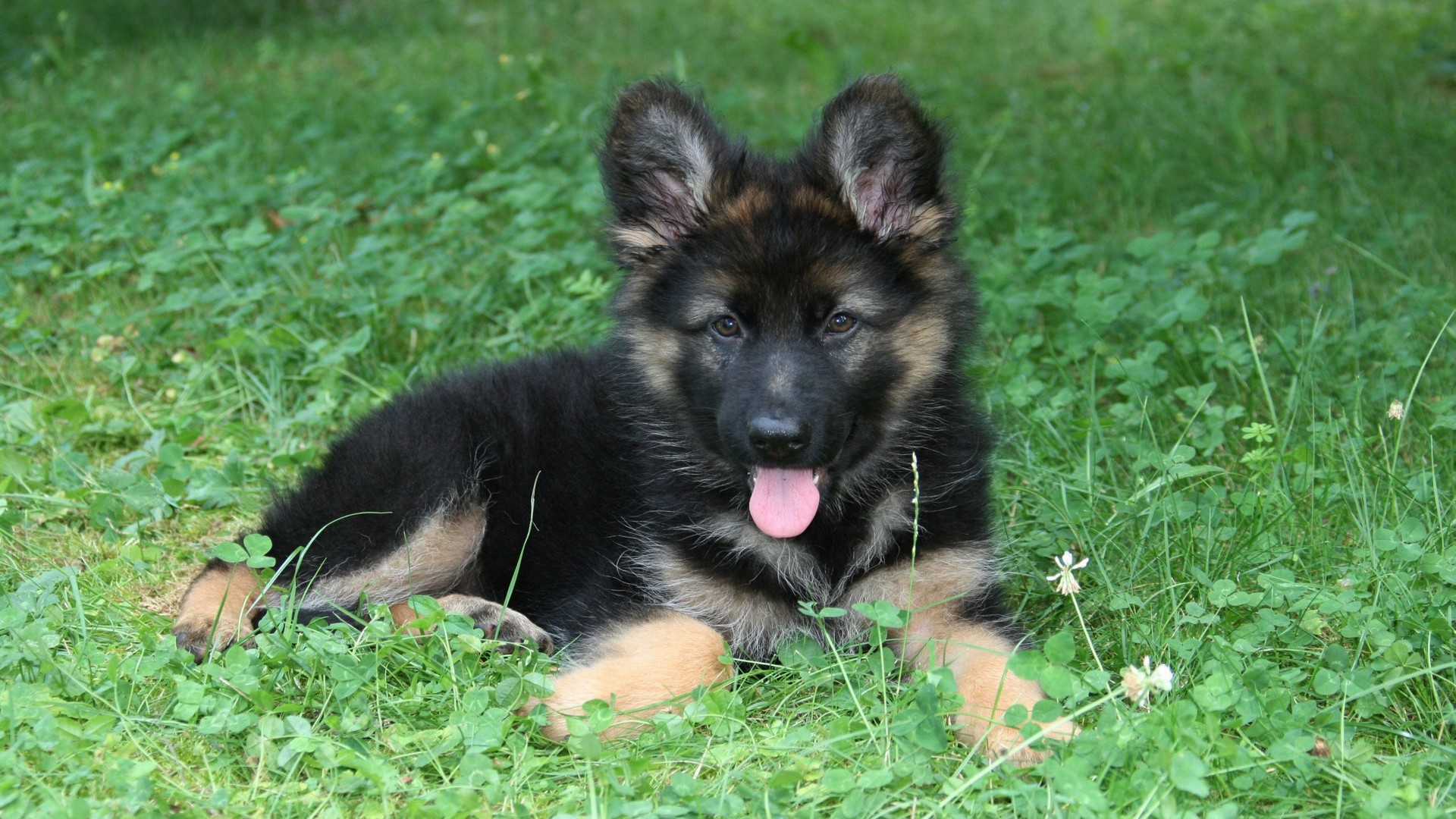 Babygerman Shepherd Wallpapers