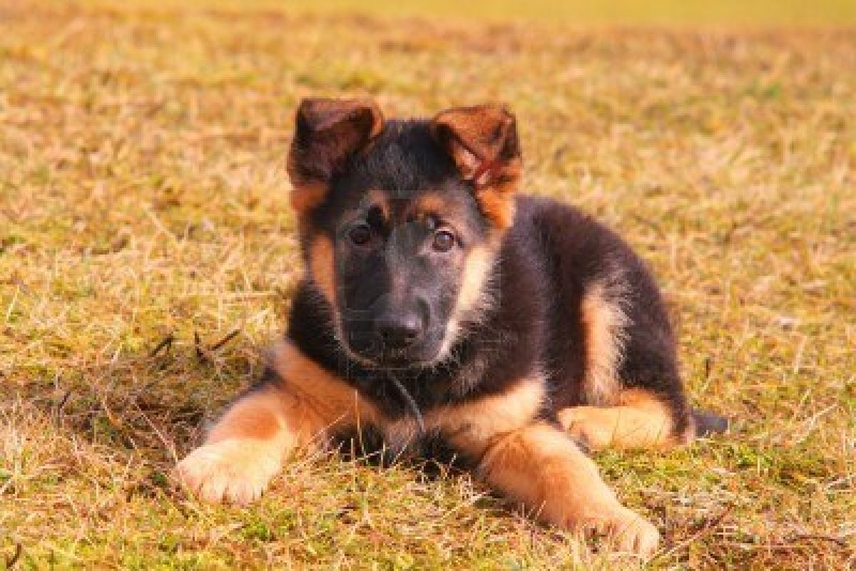 Babygerman Shepherd Wallpapers