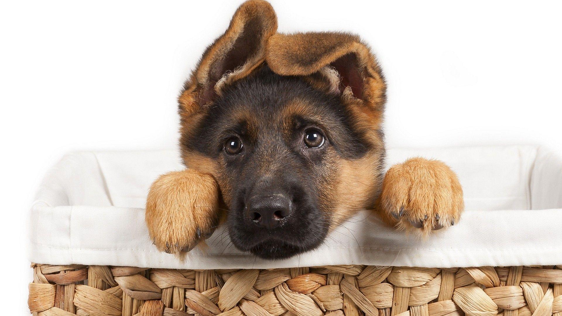 Babygerman Shepherd Wallpapers