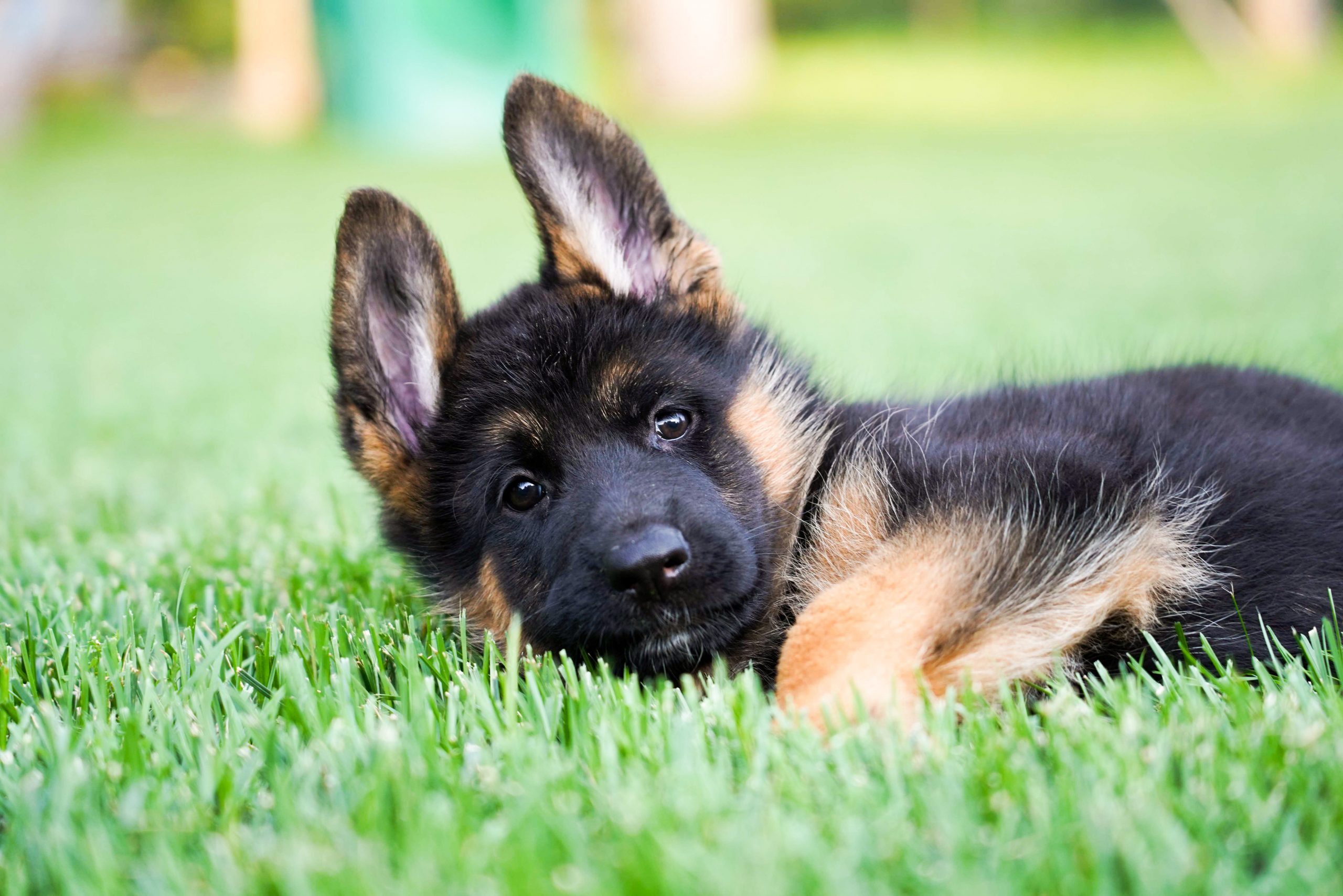 Babygerman Shepherd Wallpapers