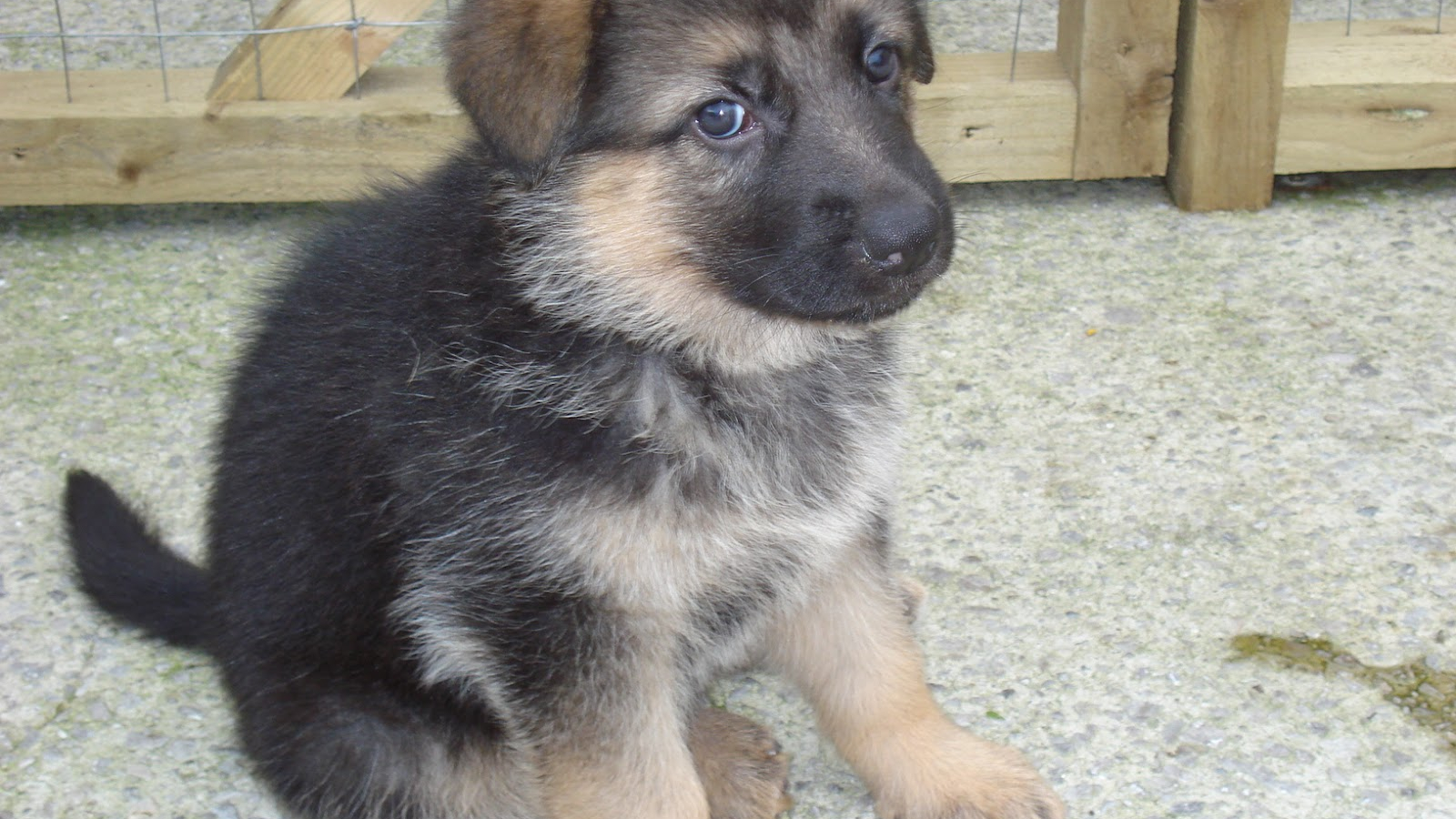 Babygerman Shepherd Wallpapers