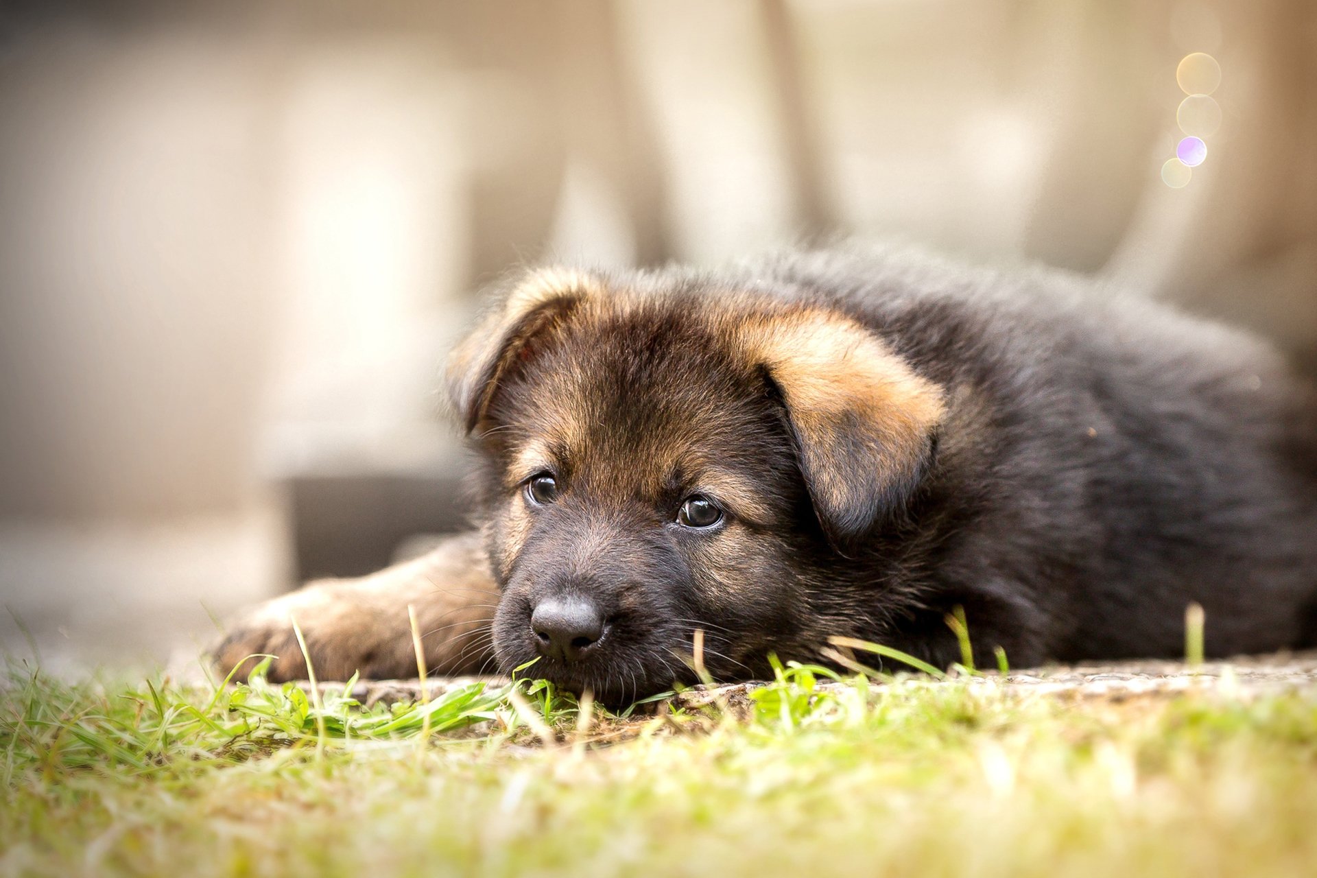 Babygerman Shepherd Wallpapers