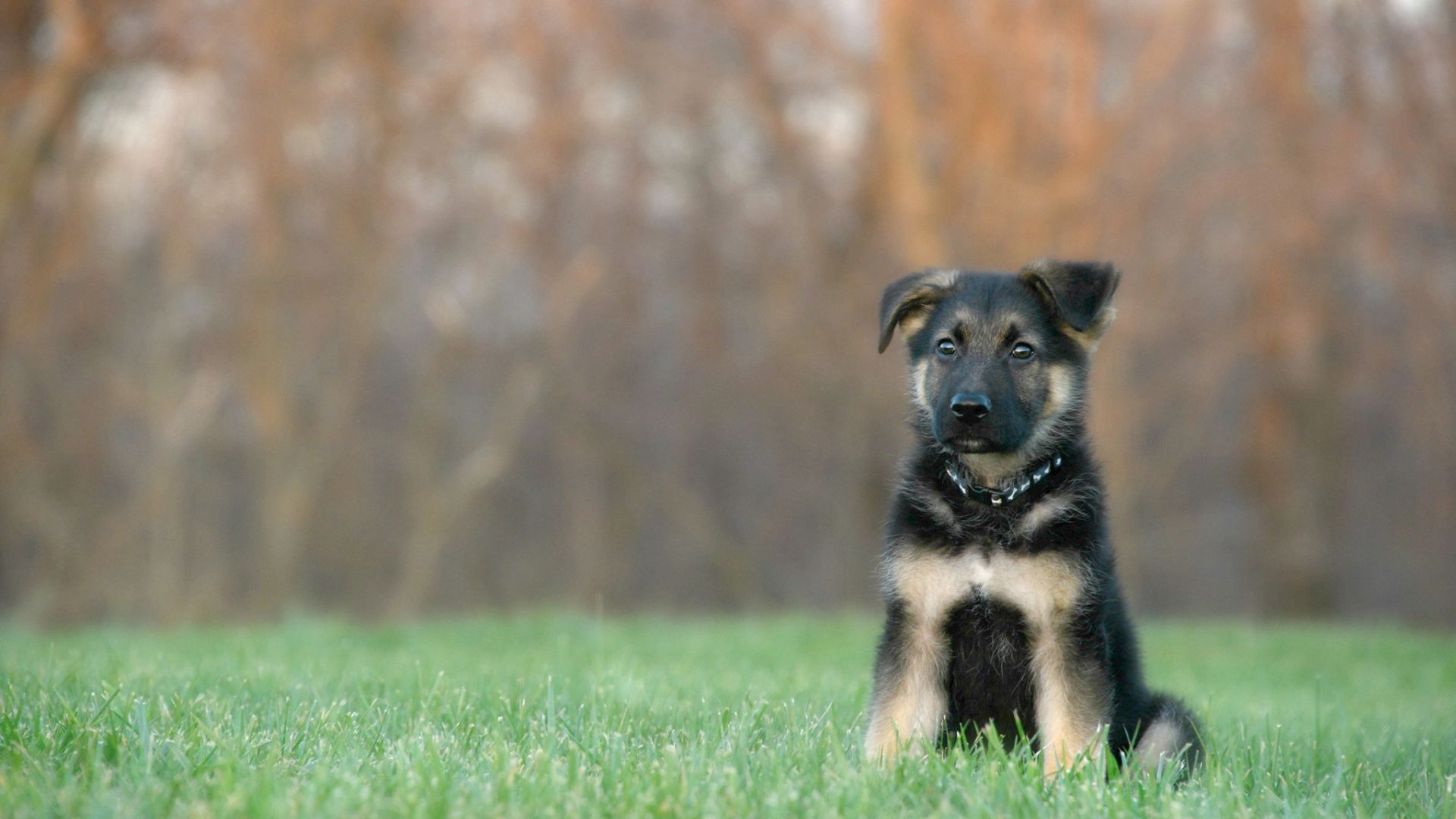 Babygerman Shepherd Wallpapers