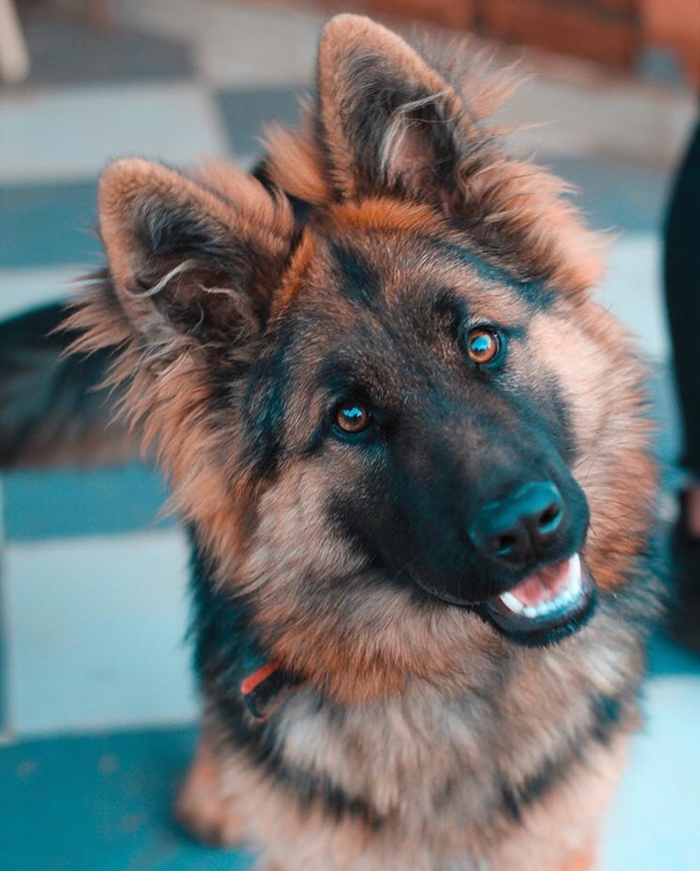 Babygerman Shepherd Wallpapers