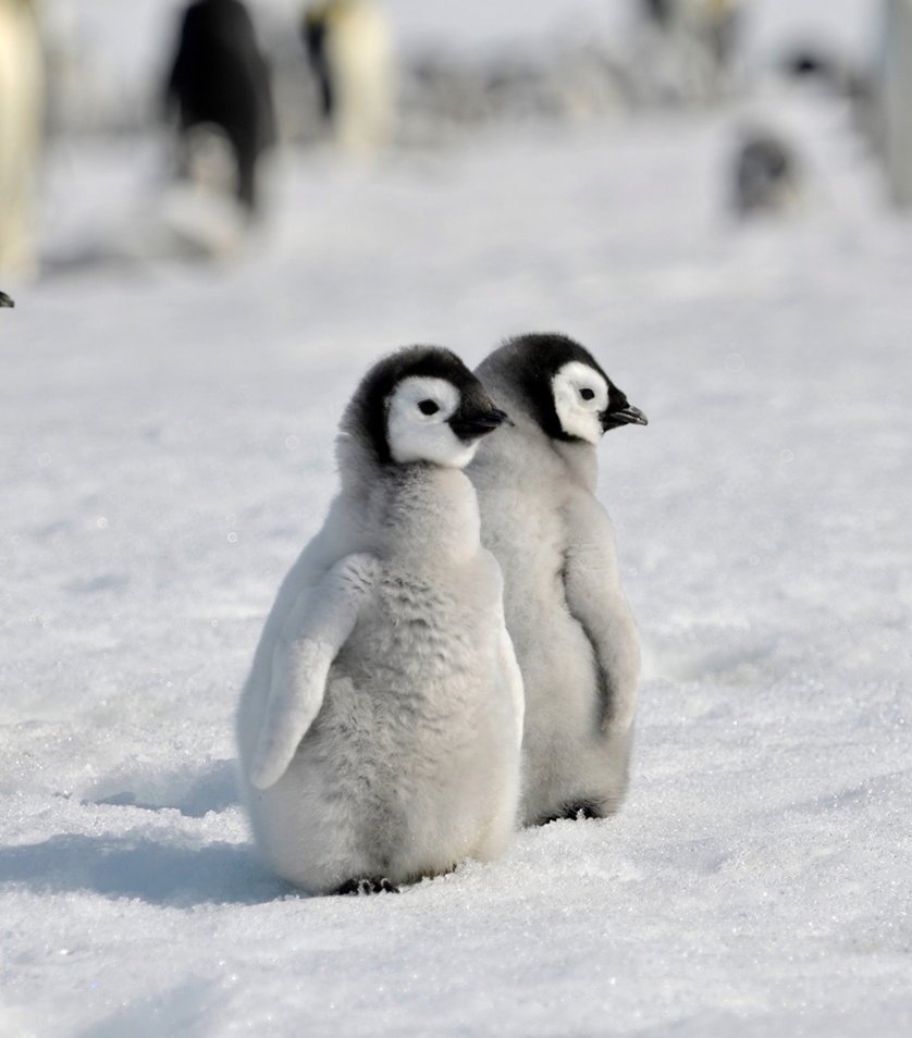 Babypenguin Wallpapers