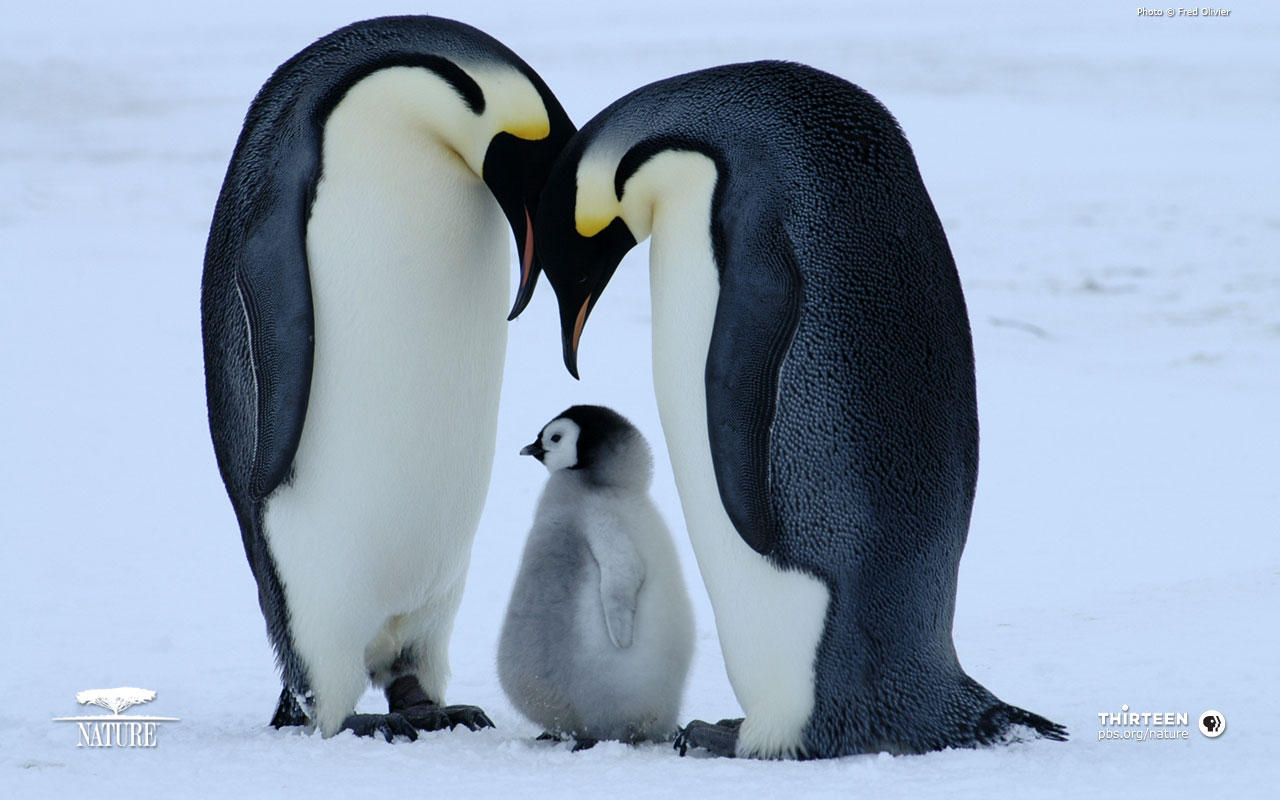 Babypenguin Wallpapers