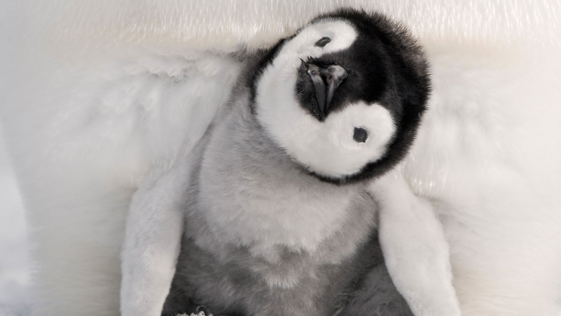 Babypenguin Wallpapers